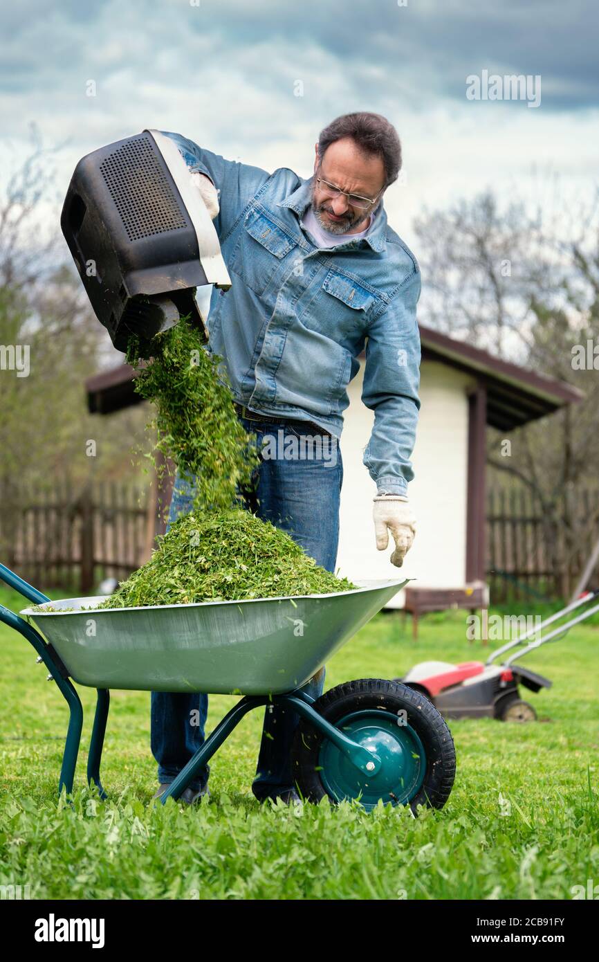 Man gießt Gras aus einem Rasenmähbehälter in Eine Schubkarre Stockfoto