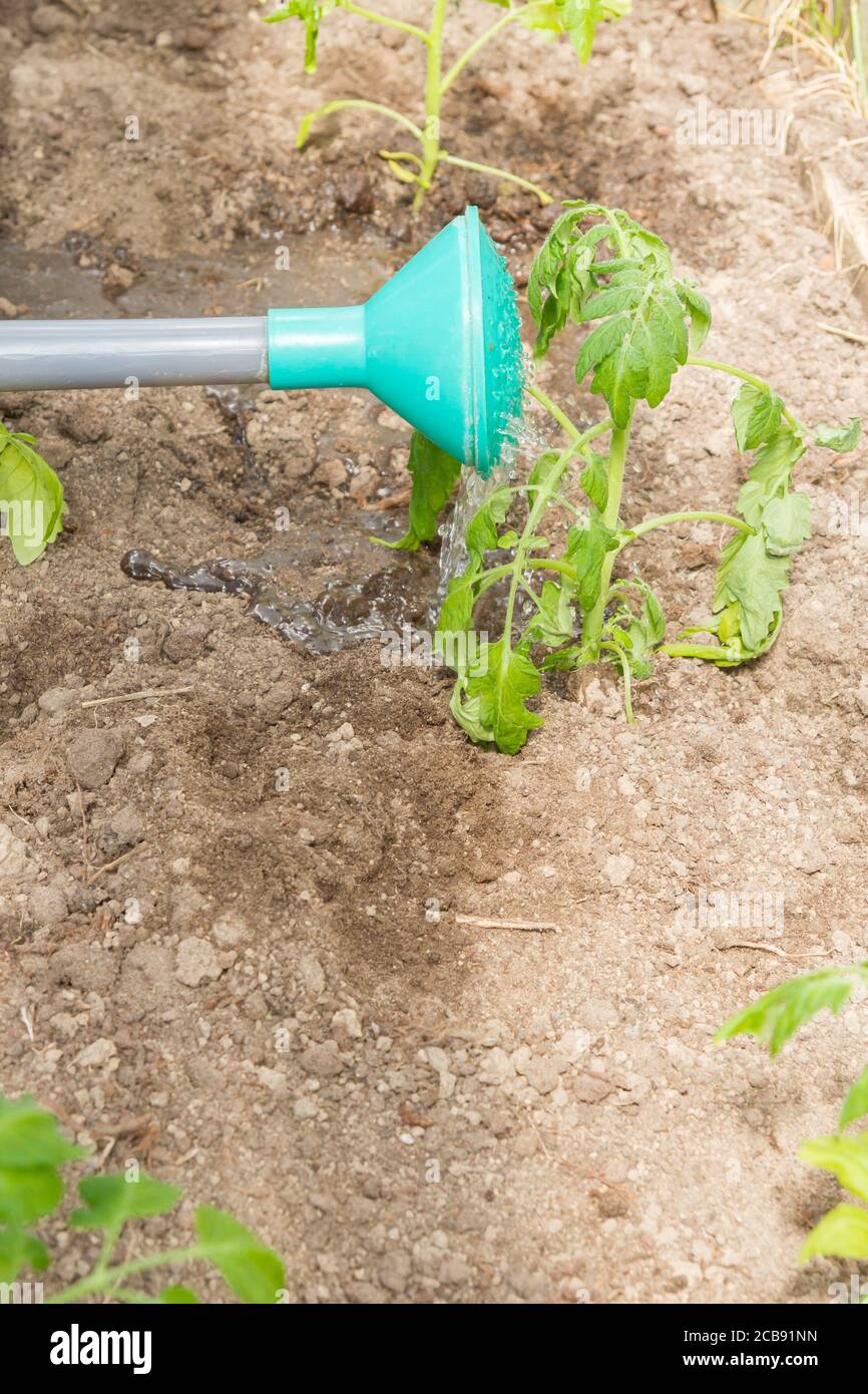 Frisch gepflanzte Tomatensämlinge werden aus einer Gießkanne im Gewächshaus gegossen Stockfoto