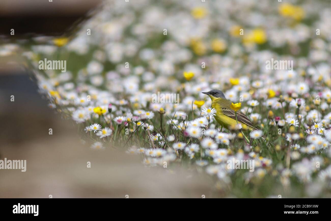 Ein seltener Graukopfwagtail, eine Rasse von Gelbkopfwagtail, die sich in den Paddocks zwischen Kilnsea und Easington ernährt Stockfoto