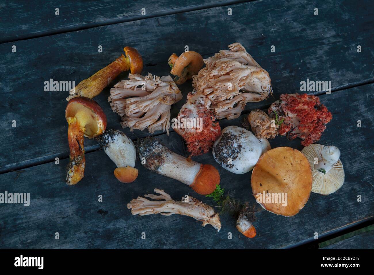 Eine Vielzahl von frisch gepflückten Waldpilzen auf dem Hintergrund eines alten Holztisches Nahaufnahme. Stockfoto