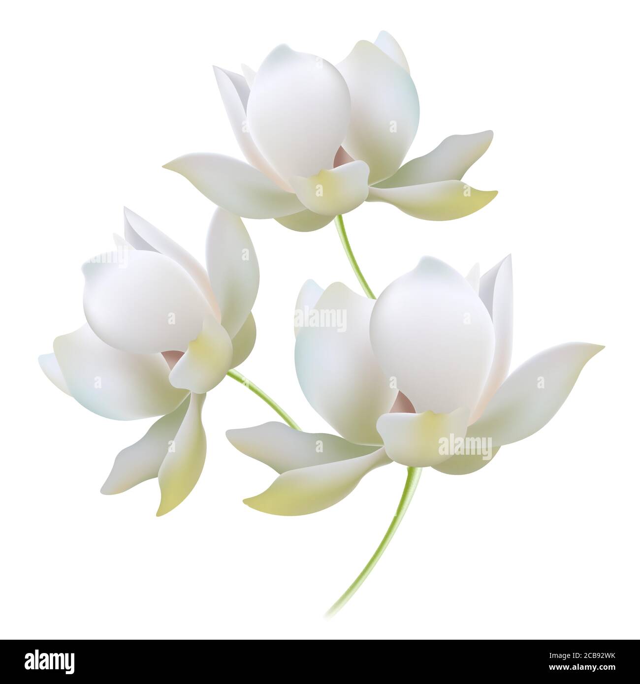Weiße Goldlilien offene Knospen realistische Vektor Illustration Komposition. Blüten mit Stiel, Blick von der Seite, verschiedene Winkel zu Auge. Zart leuchtende Blütenblätter, feinster Farbübergang Stock Vektor