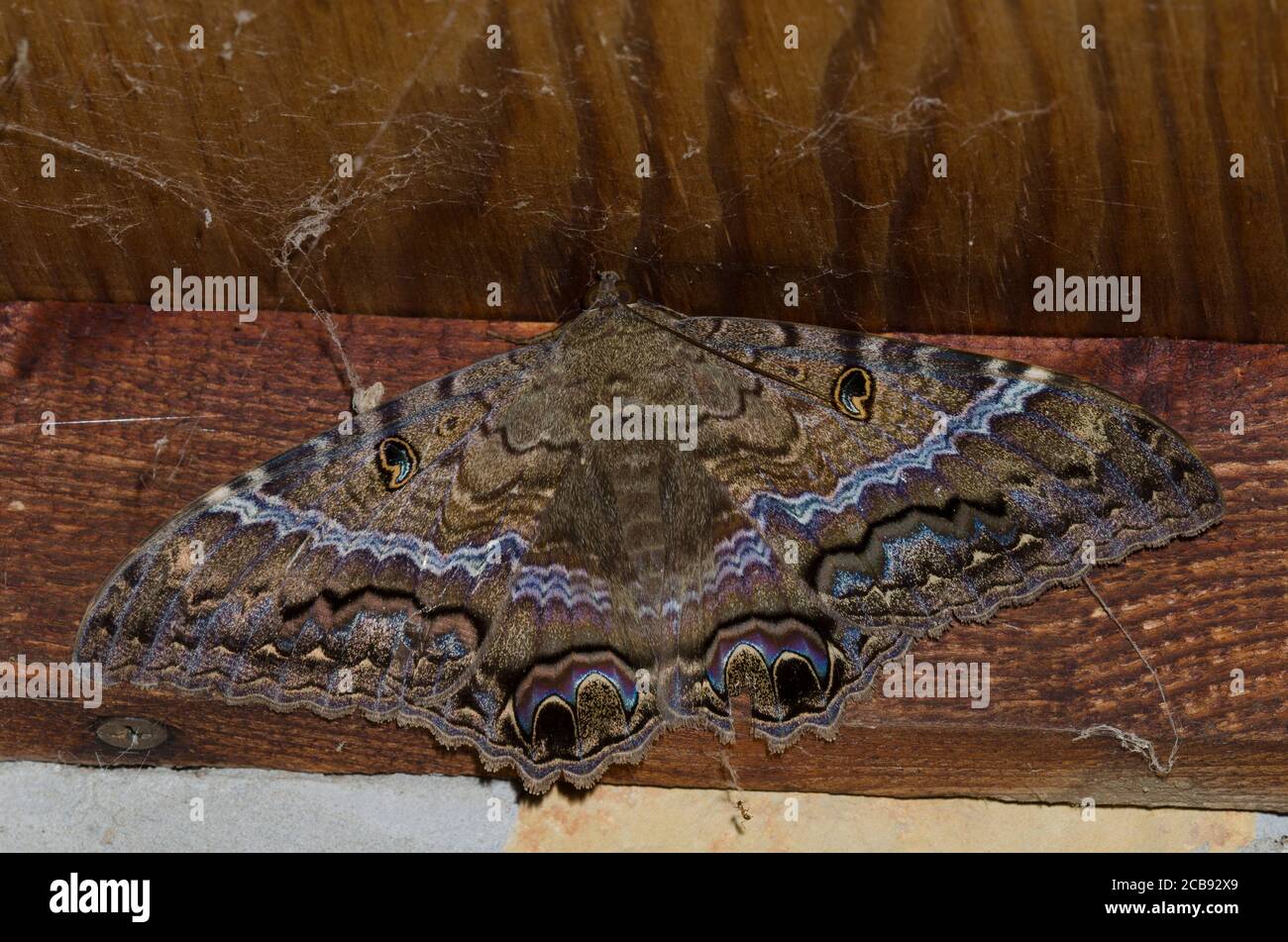 Schwarze Hexe, Ascalapha odorata, unter Veranda thront Stockfoto