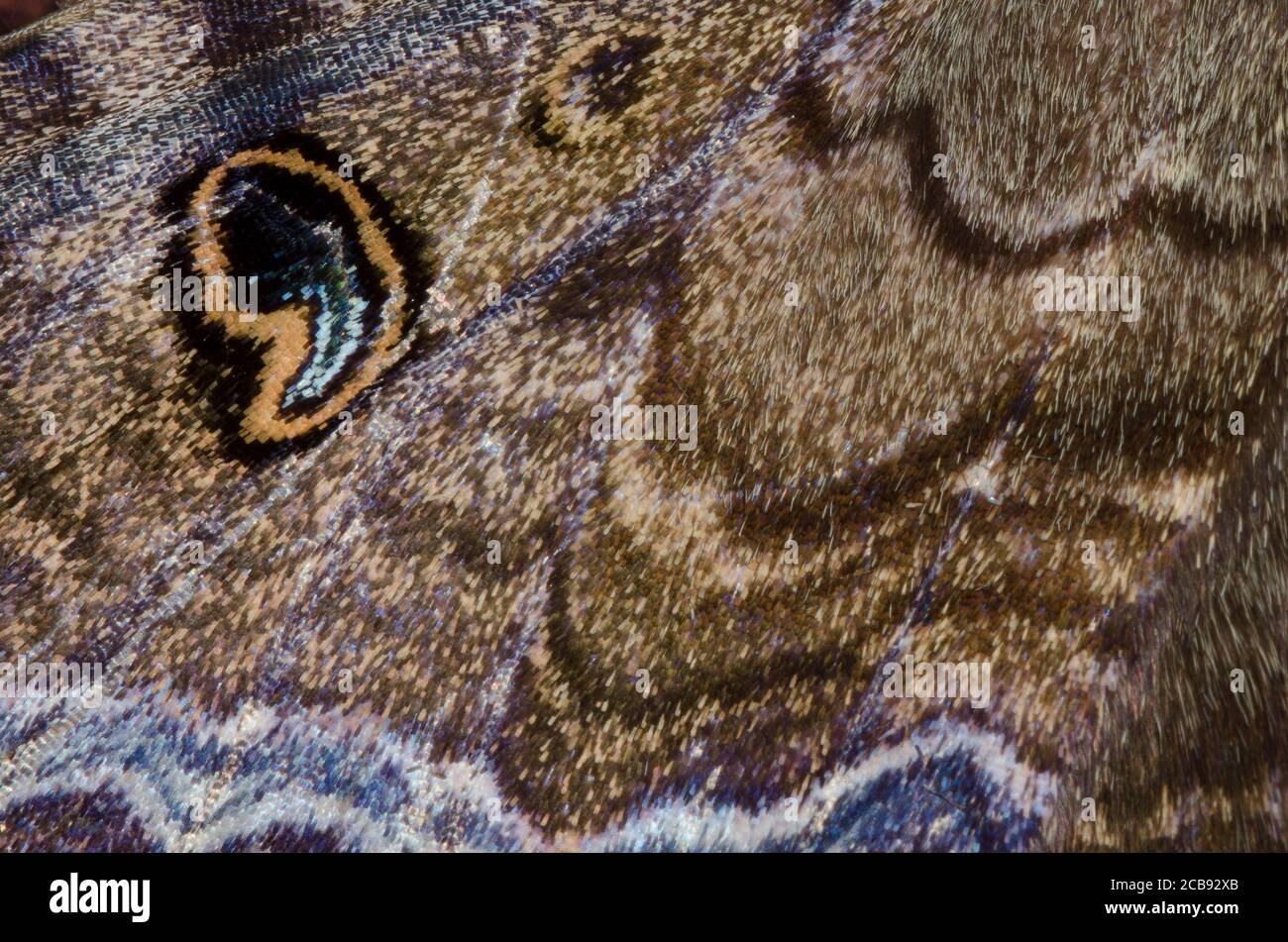 Schwarze Hexe, Ascalapha odorata, Flügeldetail Stockfoto