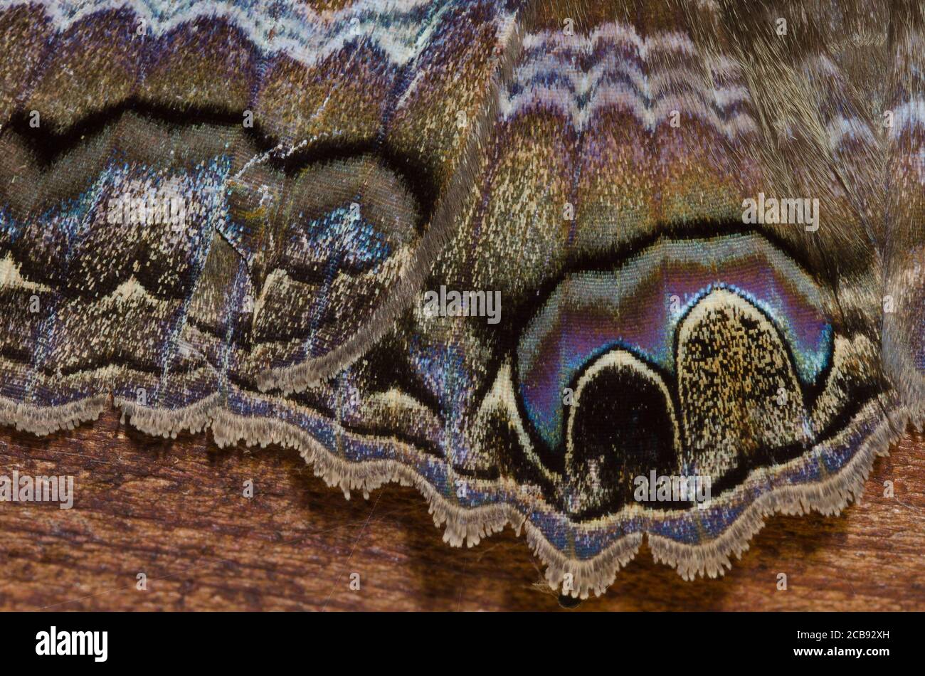 Schwarze Hexe, Ascalapha odorata, Flügeldetail Stockfoto