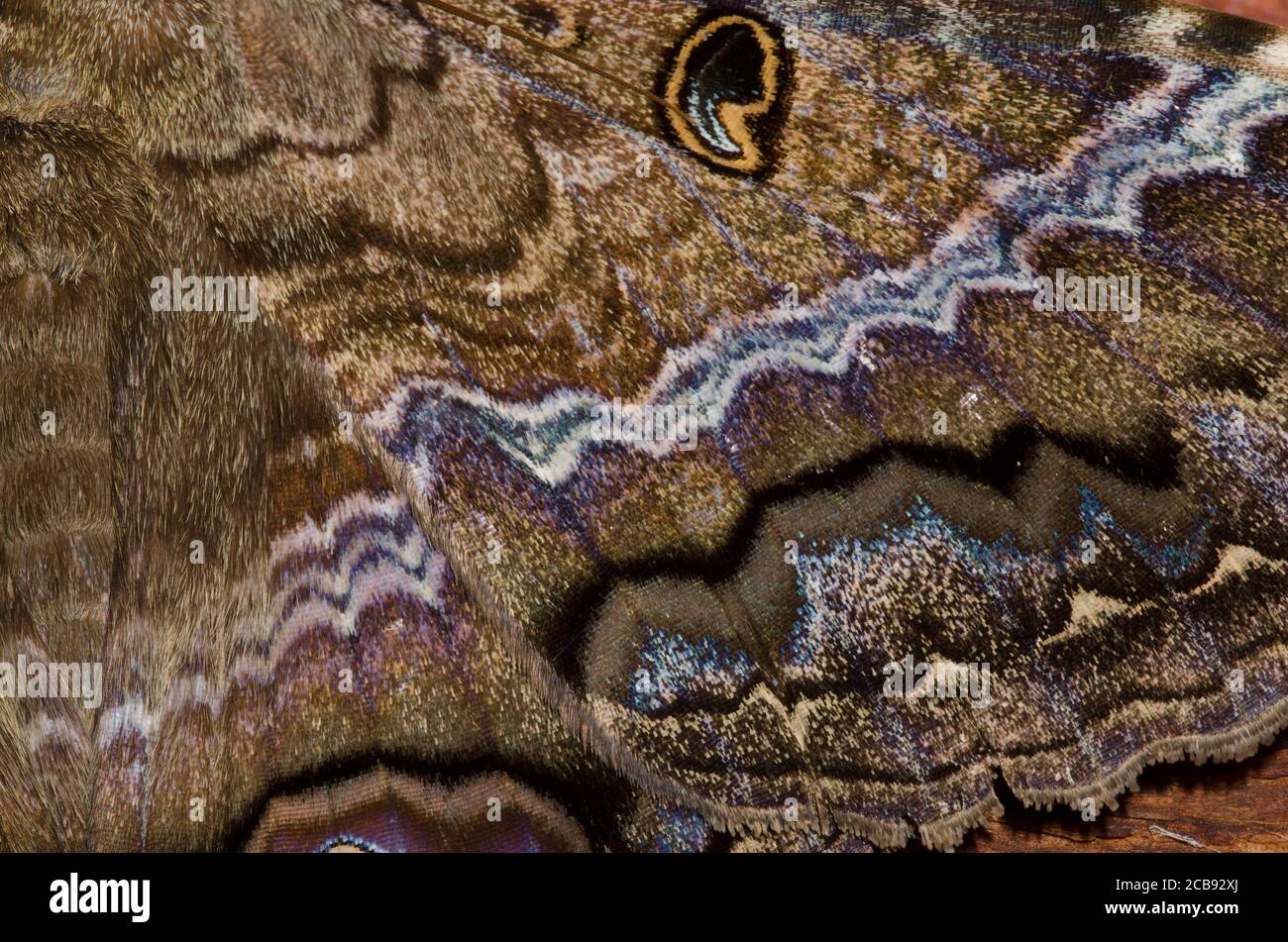 Schwarze Hexe, Ascalapha odorata, Flügeldetail Stockfoto
