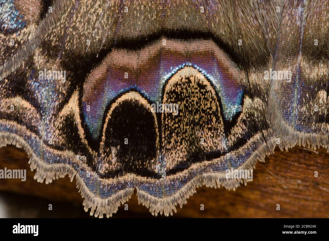 Schwarze Hexe, Ascalapha odorata, Flügeldetail Stockfoto