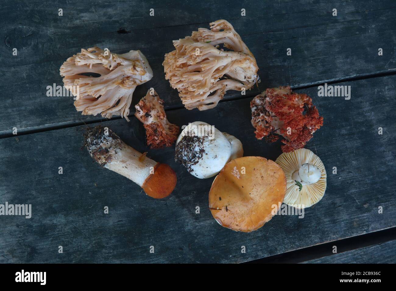 Eine Vielzahl von frisch gepflückten Waldpilzen auf dem Hintergrund eines alten Holztisches Nahaufnahme. Stockfoto