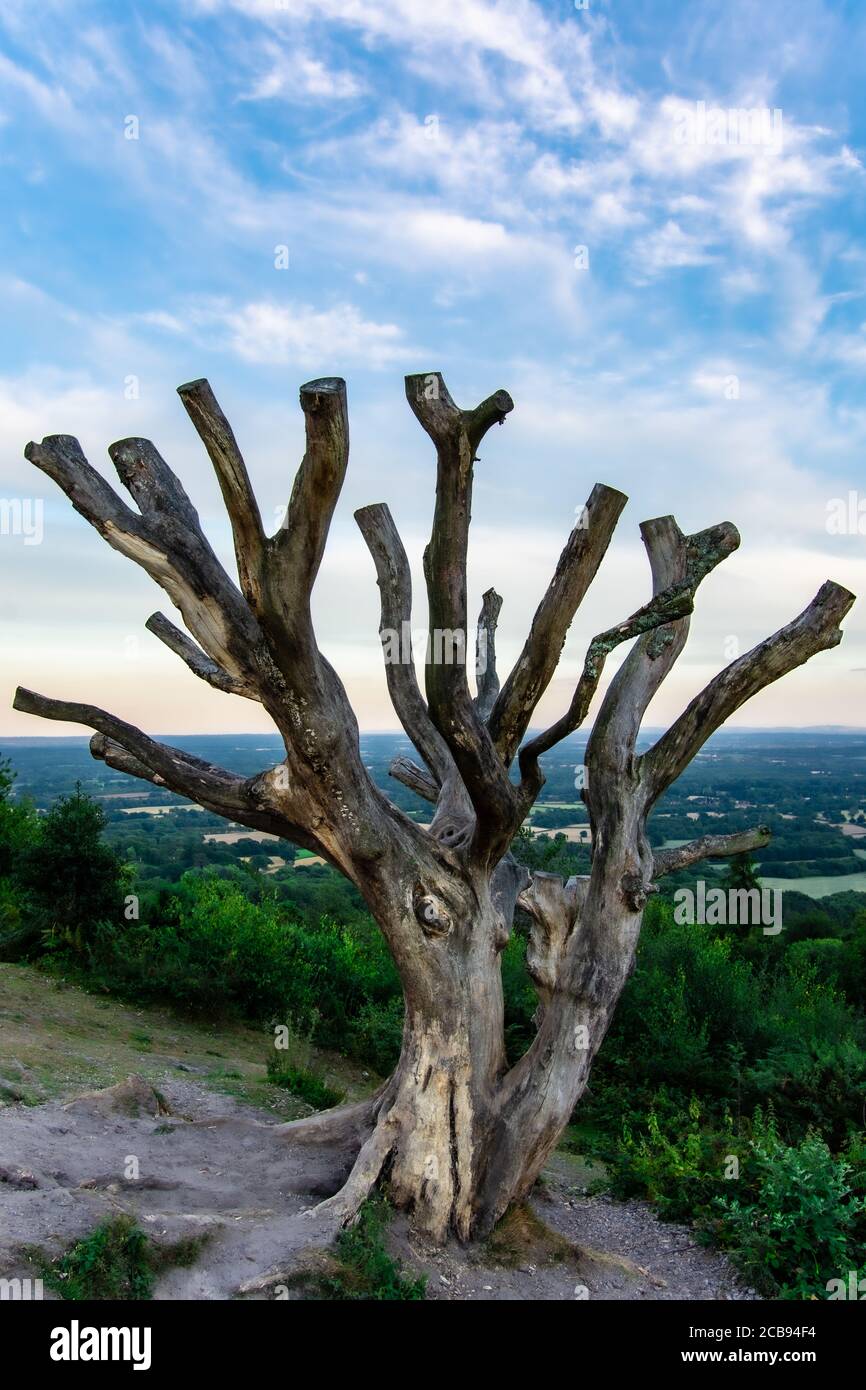 Vertikale Aufnahme eines toten Baumes Stockfoto