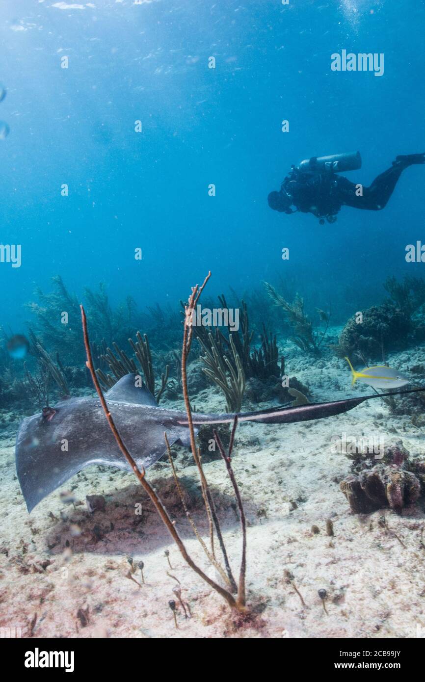 Taucher interagieren mit der Tierwelt im Riff der mexikanischen karibik, Riviera Maya. Mexiko. Stockfoto