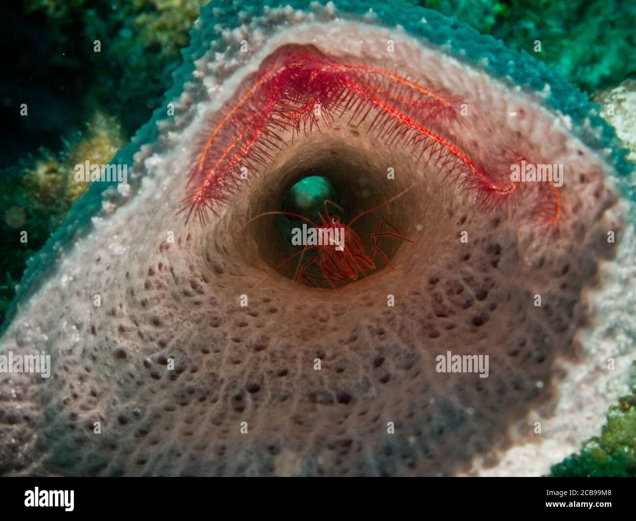 Schwämme aus den Korallenriffen der mesoamerikanischen Barriere. Maya Riviera, Mexikanische Karibik. Stockfoto