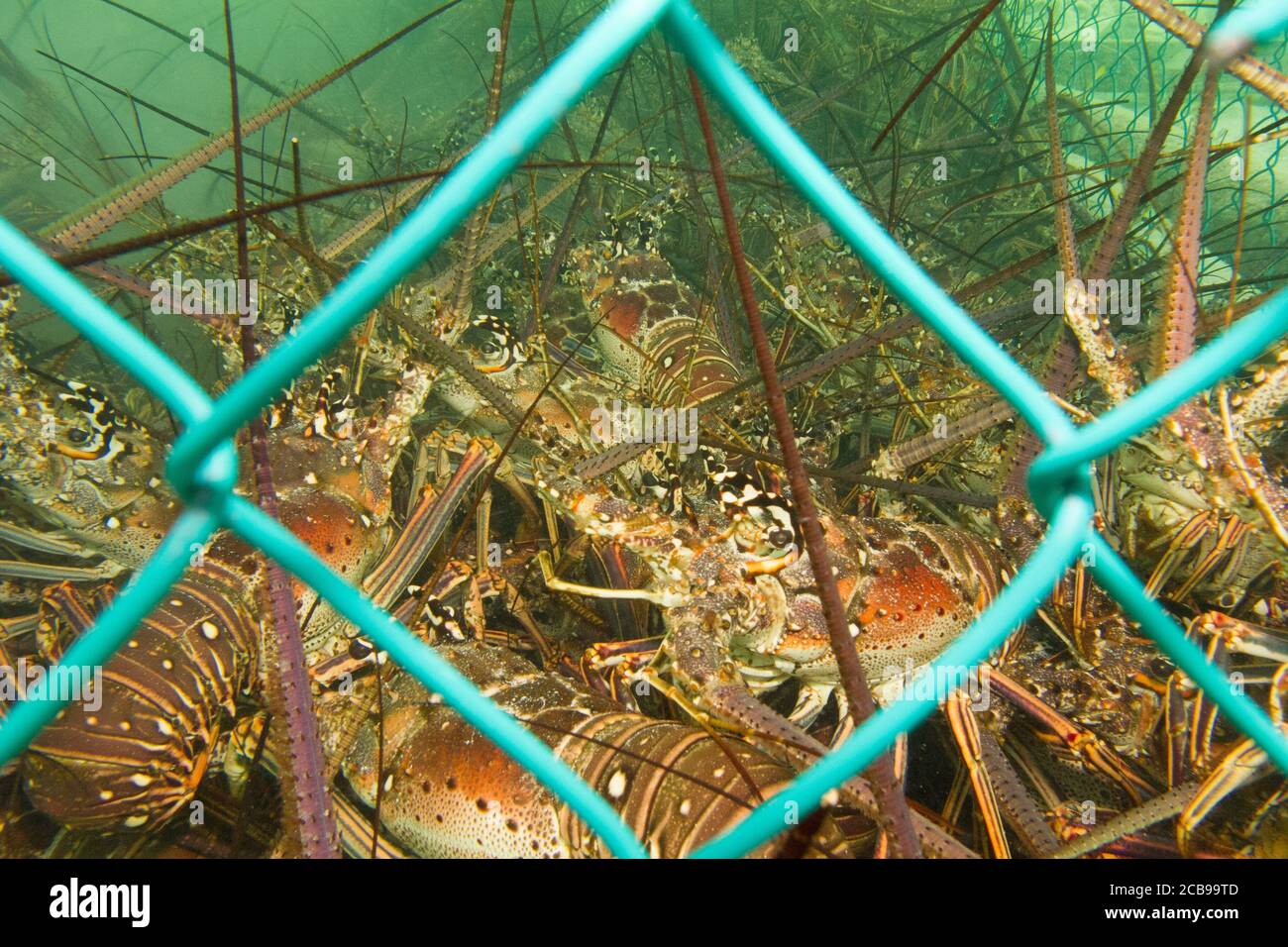 Stacheliger Hummer (Panulirus argus) aus den karibischen Riffen, Mexiko. Stockfoto