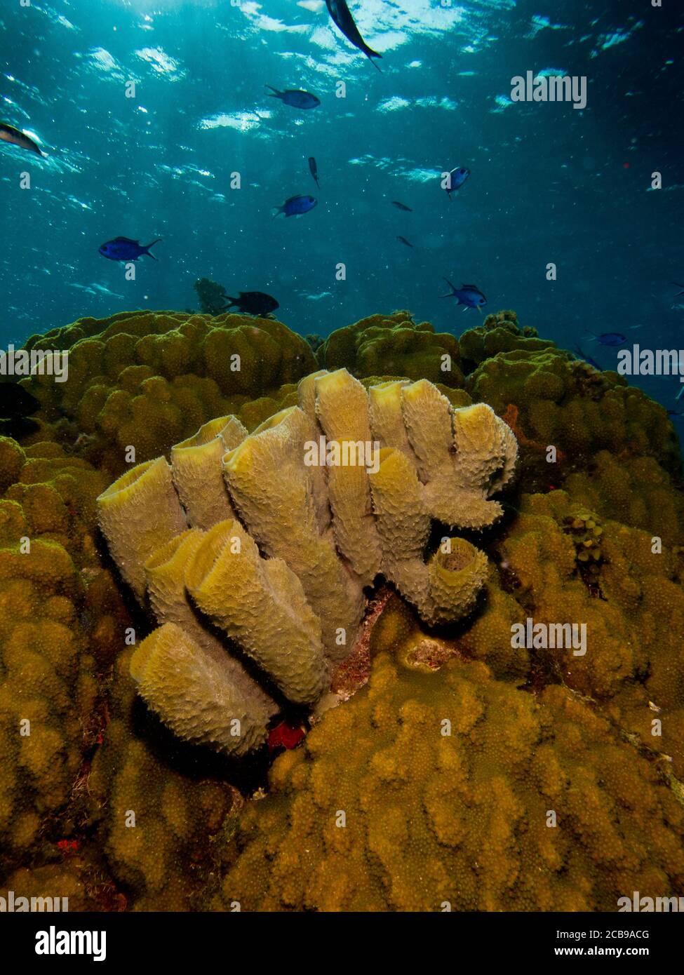 Schwämme aus den Korallenriffen der mesoamerikanischen Barriere. Maya Riviera, Mexikanische Karibik. Stockfoto