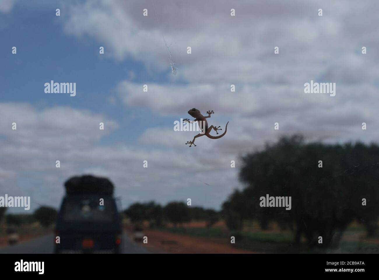 Ein Gecko mit seinen speziellen, klebenden Zehenpads haftet an der Windschutzscheibe eines fahrenden Fahrzeugs. Stockfoto