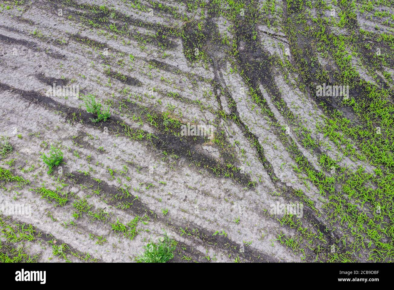 Kulturland mit wachsenden grünen jungen Setzlingen. Landwirtschaftlicher Hintergrund. Luftaufnahme von oben Stockfoto