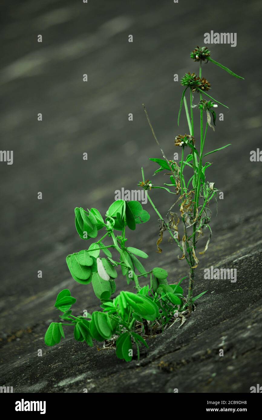 Kleine Pflanze Wächst Auf Trockenem Boden, Kleiner Baum Wächst Auf Rissem Boden Ohne Wasser, Konzept Der Globalen Erwärmung Stockfoto