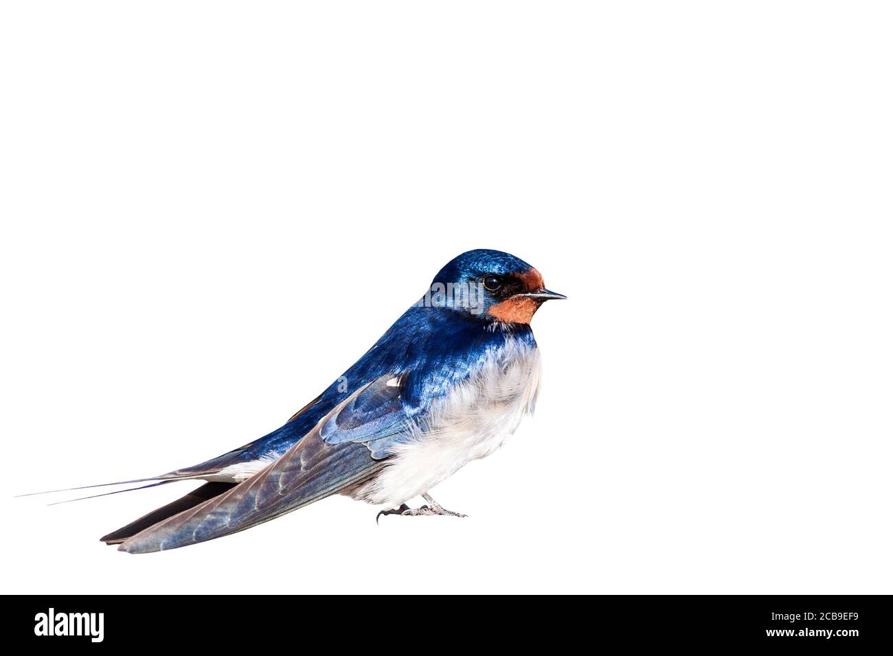 Isolierter Vogel. Schwalbe. Weißer Hintergrund. Stockfoto