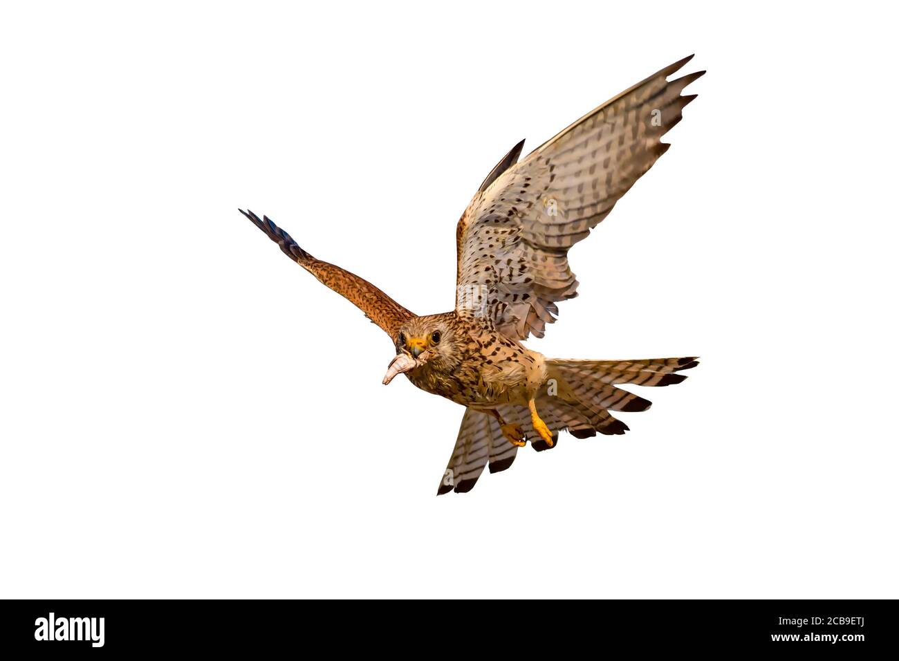 Fliegender Falke. Isolierter Vogel. Weißer Hintergrund. Vogel: Kleiner Turmfalke. Falco naumanni. Stockfoto
