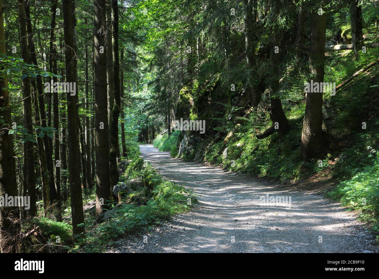 Waldweg im Sonnenlicht, bayerische Landschaft. Stockfoto