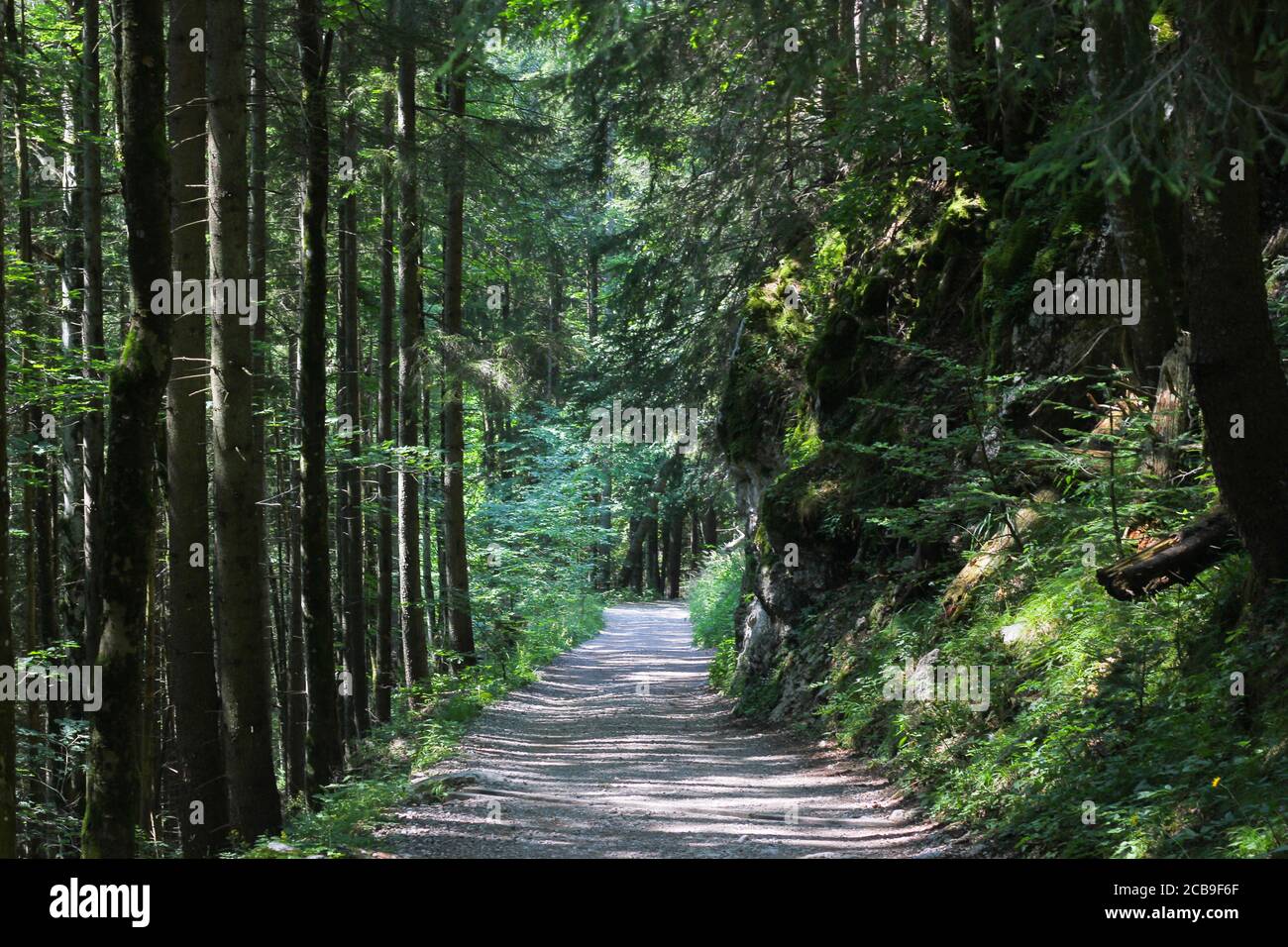 Waldweg im Sonnenlicht, deutsche Landschaft. Stockfoto