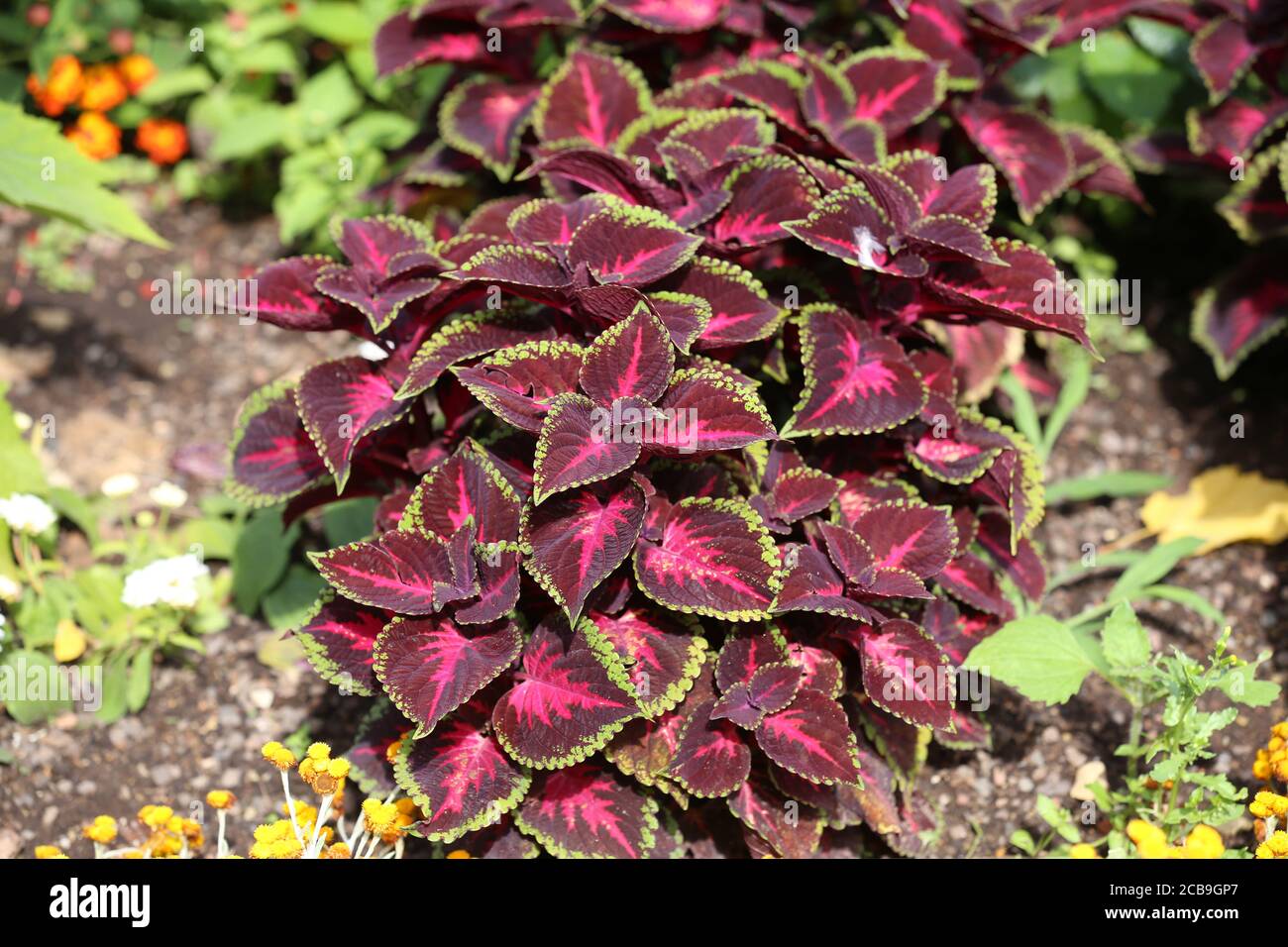 Leuchtend rote Bltter der mehrjhrige Pflanze Coleus, plectranthus  scutellarioides. Dekorative red velvet coleus Fairway Pflanzen. Hintergrund  der roten Bltter Stockfotografie - Alamy