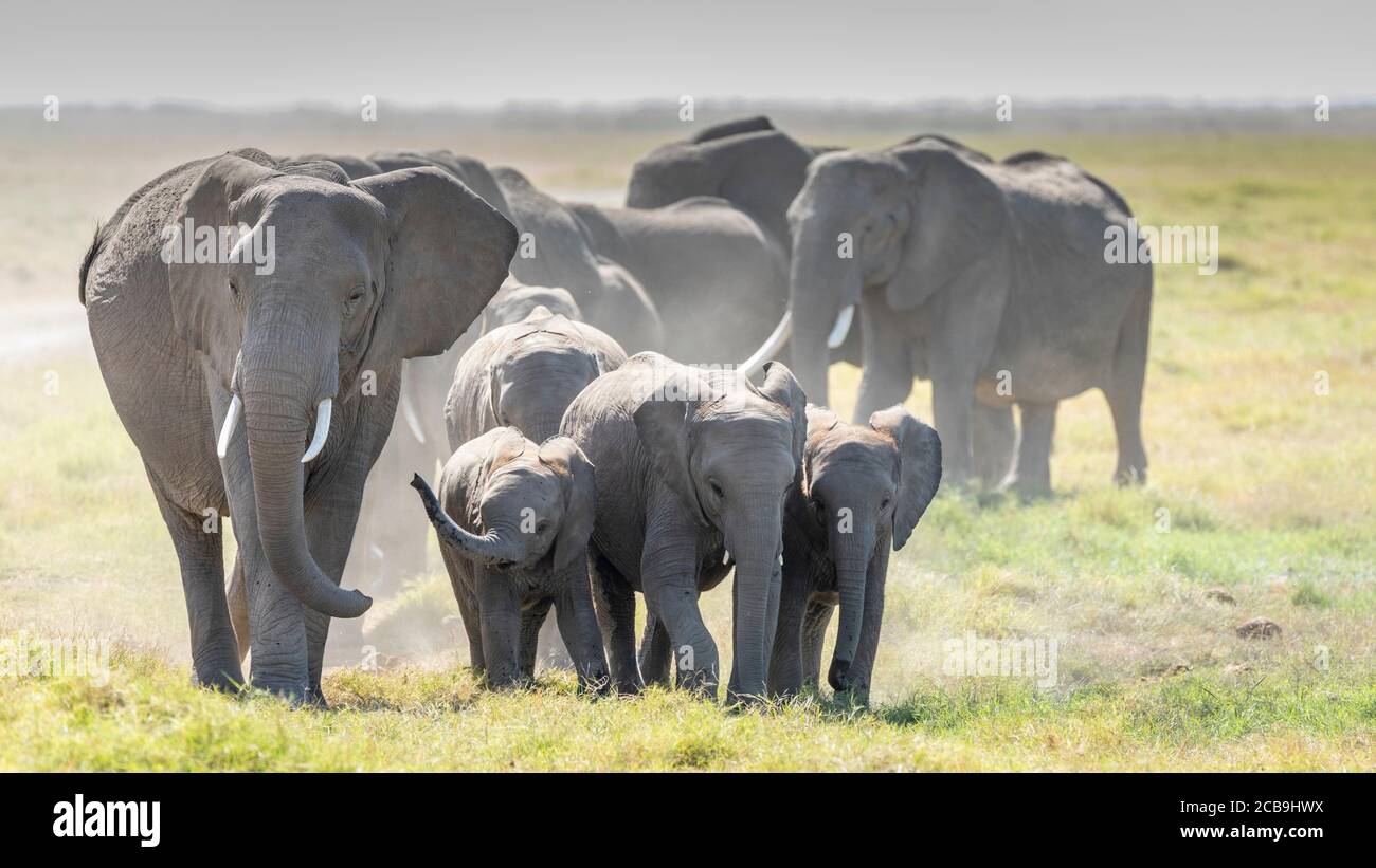 Elefantenfamilie zu Fuß in der Mitte des Tages in Amboseli National Park in Kenia Stockfoto