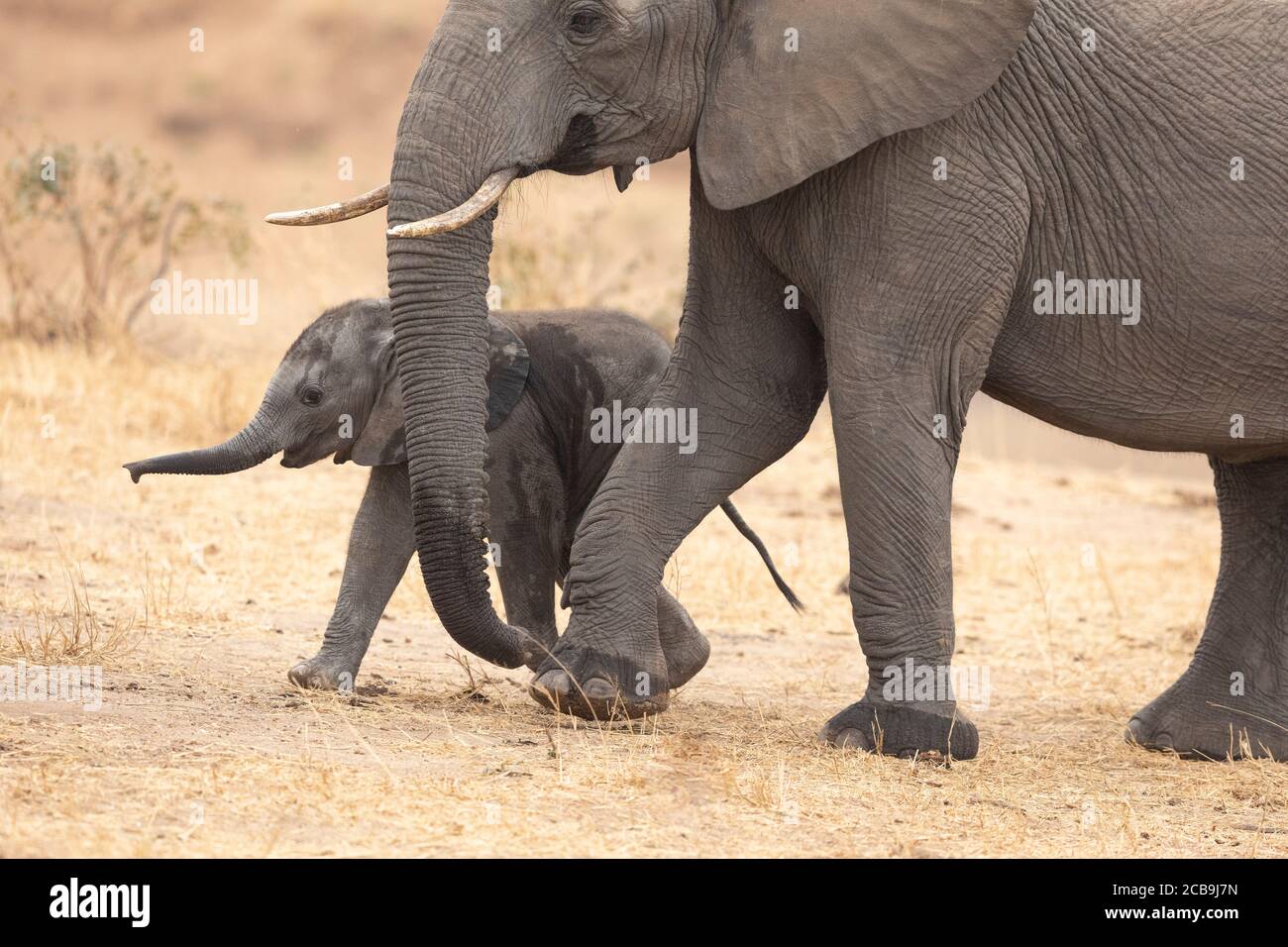 Mutter und Elefantenbaby, die im trockenen Winter zusammen laufen Krüger Nationalpark Südafrika Stockfoto