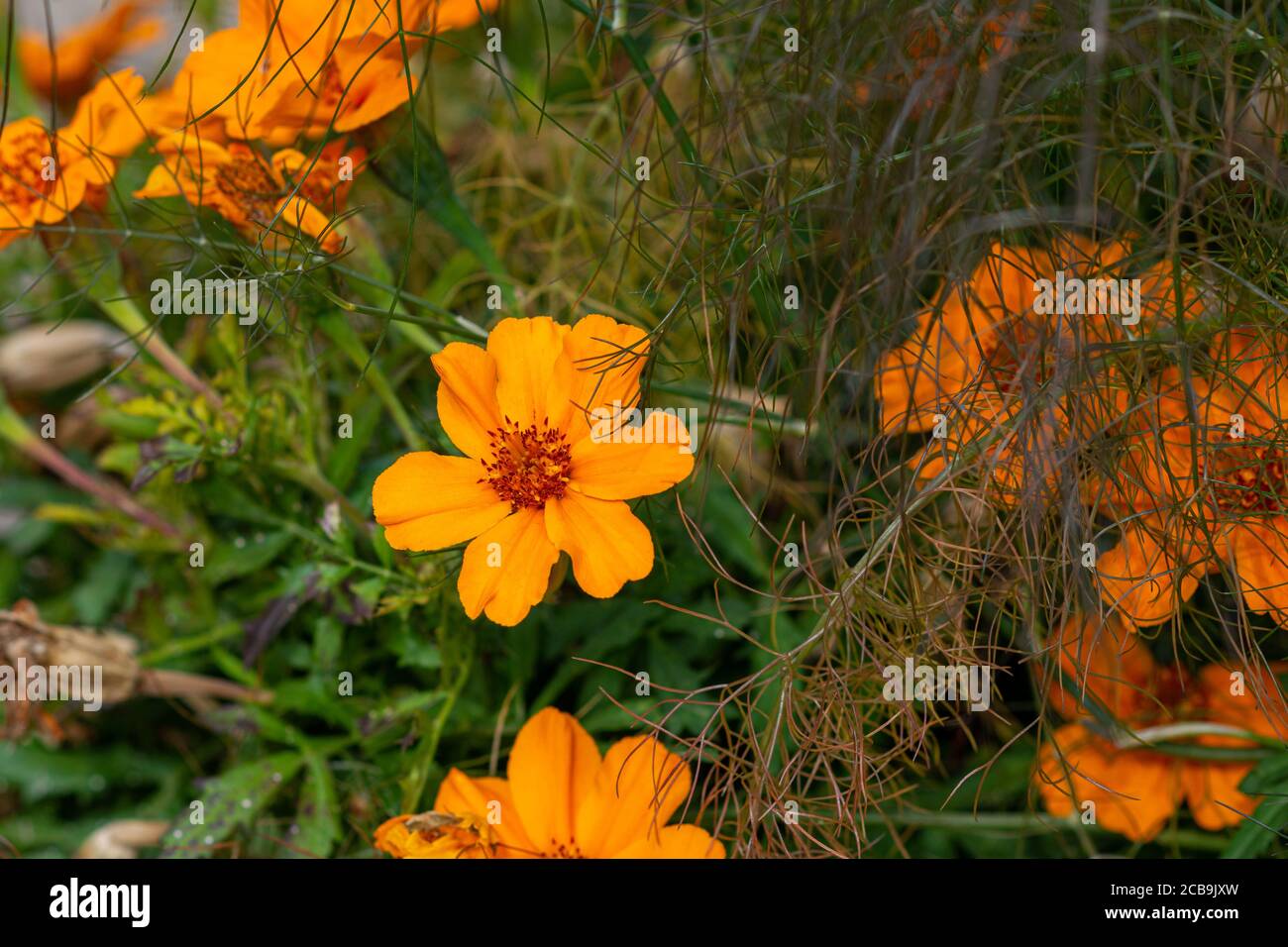 Nahaufnahmen von gelben - orangen Blüten. Grünes Gras Hintergrund Stockfoto