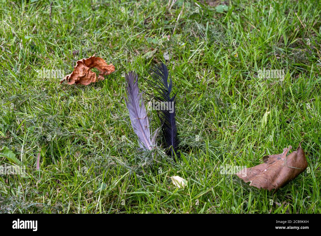 Eine rosa Blume im grünen Gras. Graue Vogelfeder und braune Blätter Stockfoto