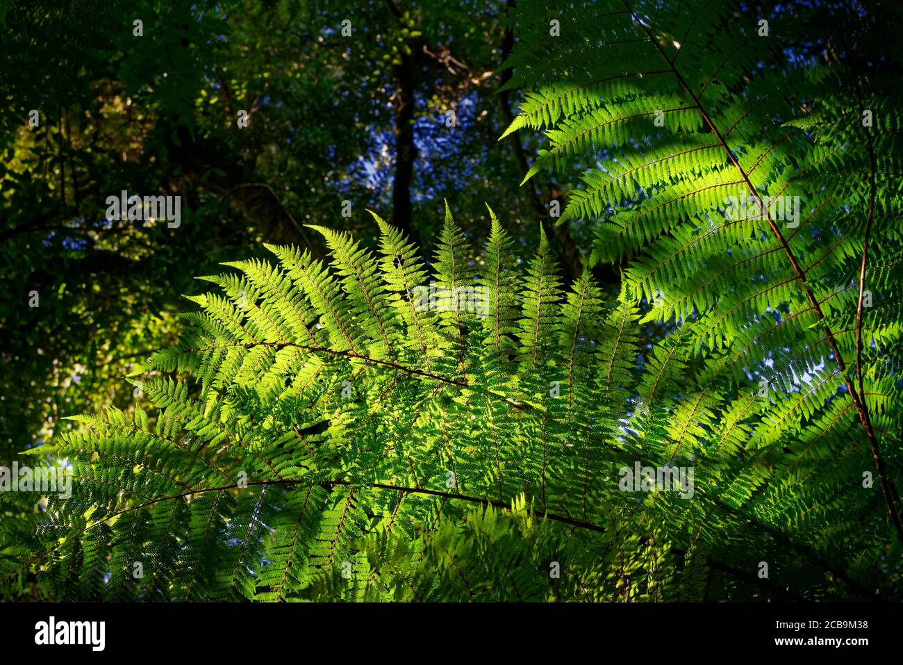 Hinterleuchtete Farnblätter, mit symmetrischen Wedeln, einheimischer Busch, Westküste, Südinsel, Neuseeland. Stockfoto