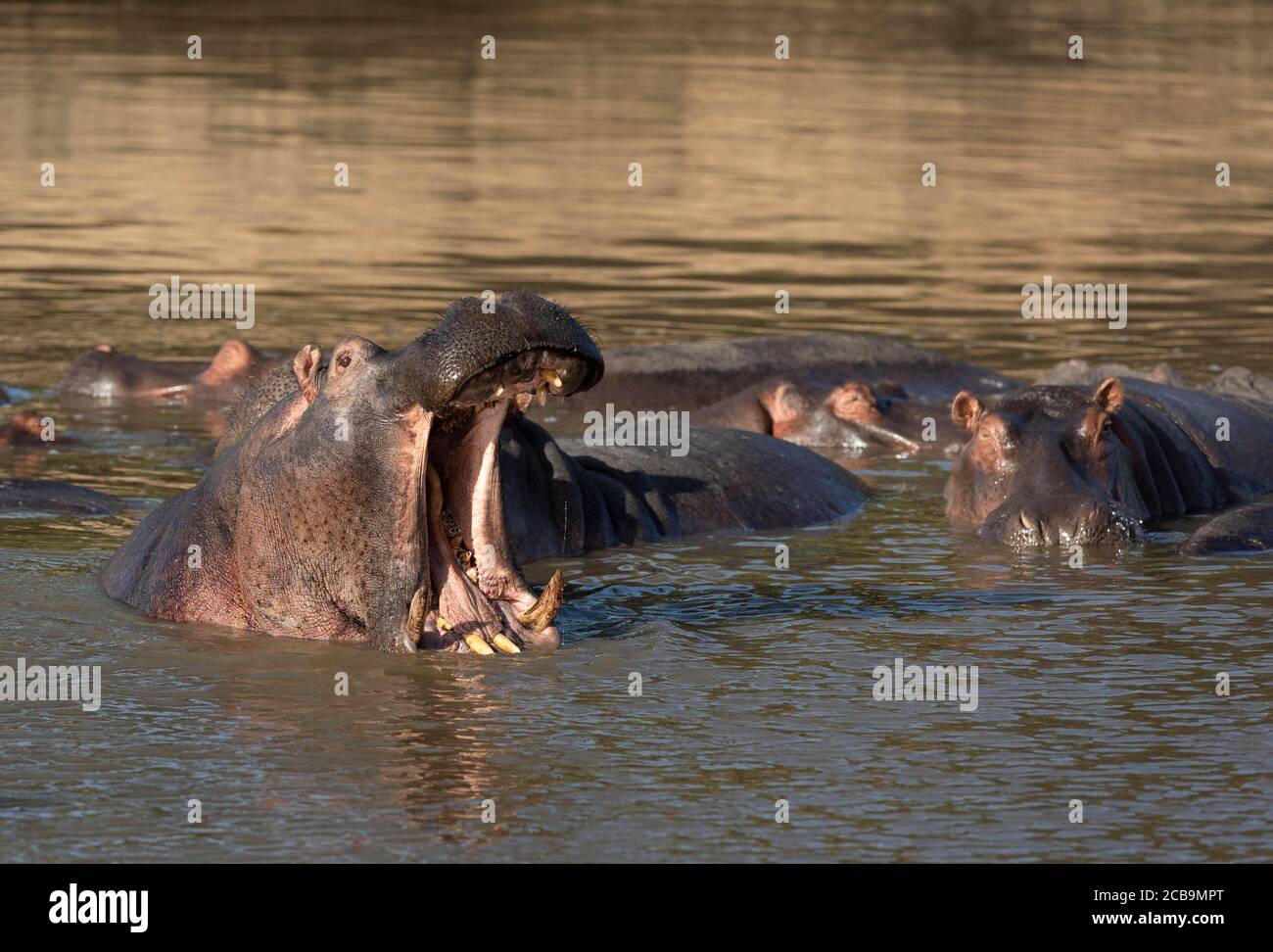 Hippo gähnt im Wasser in Masai Mara Kenia Stockfoto