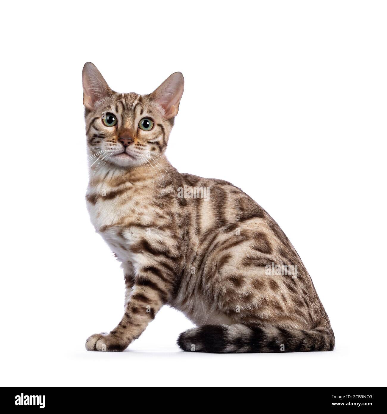 Bengal cat snow bengal side -Fotos und -Bildmaterial in hoher Auflösung –  Alamy