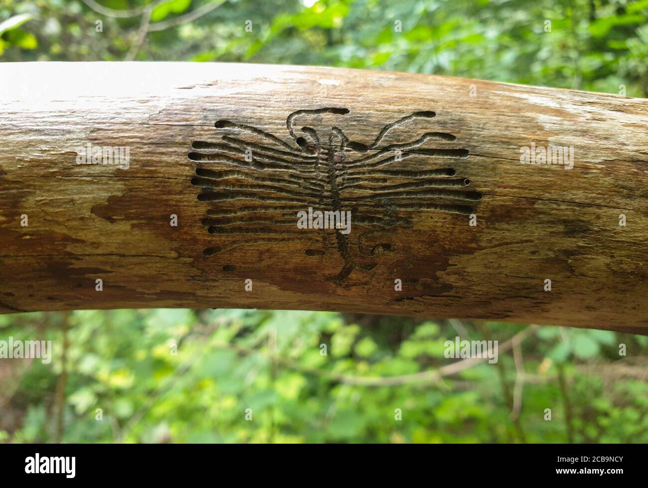 Europäische Fichtenrinde Käfer Spuren auf Holz. Seltsame Spuren von Puppe, die Holz im Wald frisst Stockfoto