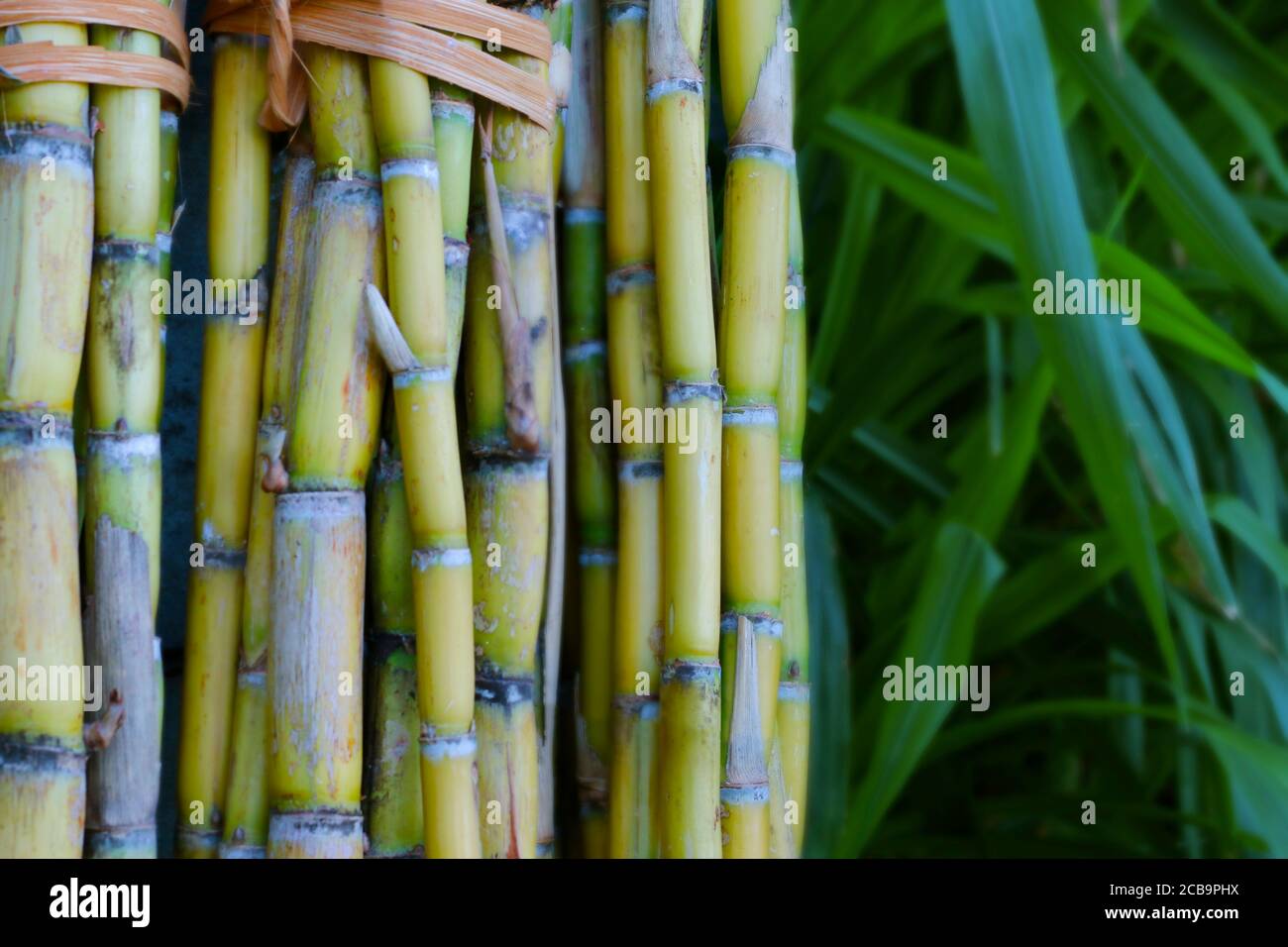 Zuckerrohr pflanze Fotos und Bildmaterial in hoher Auflösung Alamy