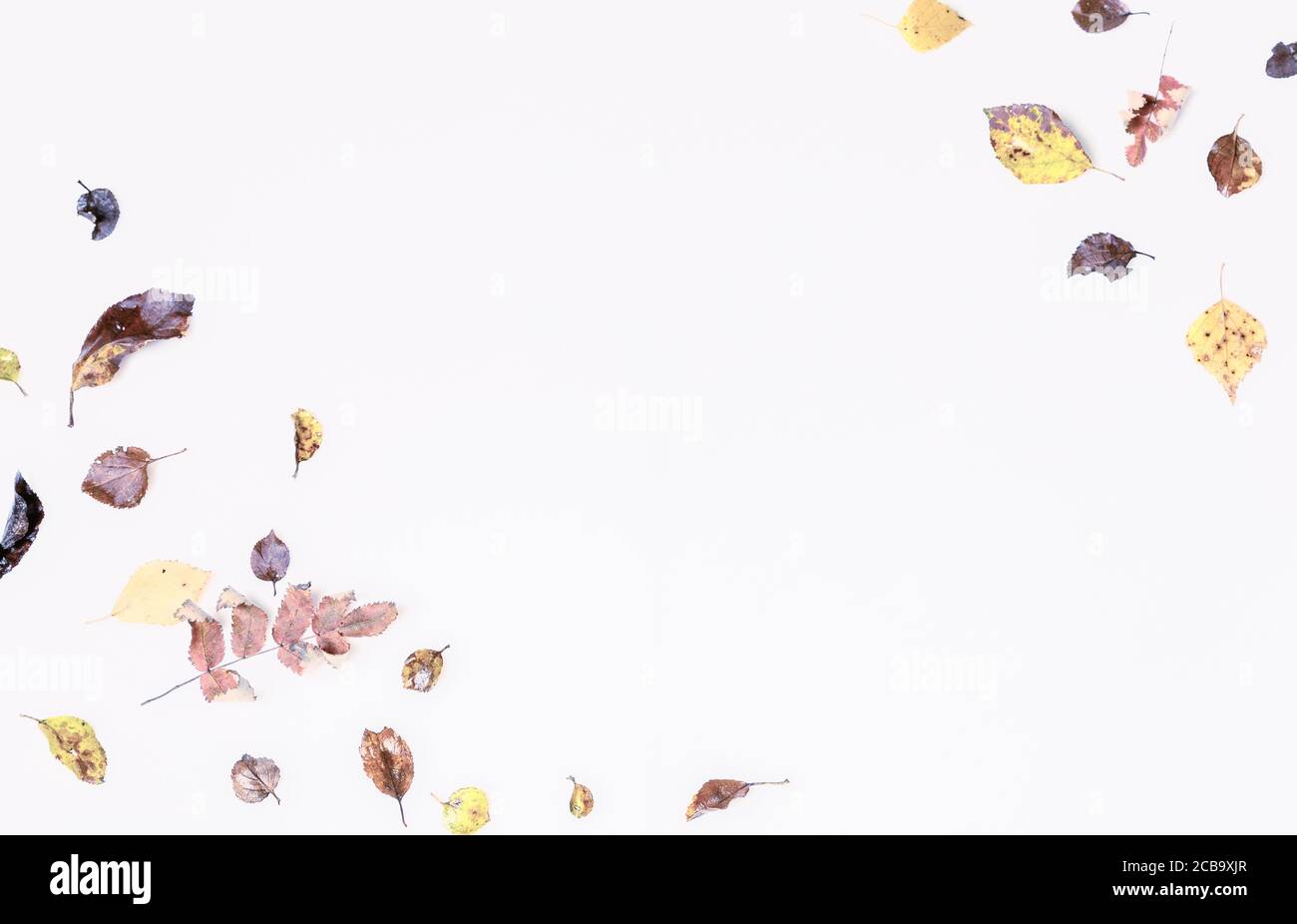 Herbstkomposition, Herbstblumen und Blätter auf weißem Hintergrund. Flach liegend, Draufsicht, Kopierbereich Stockfoto