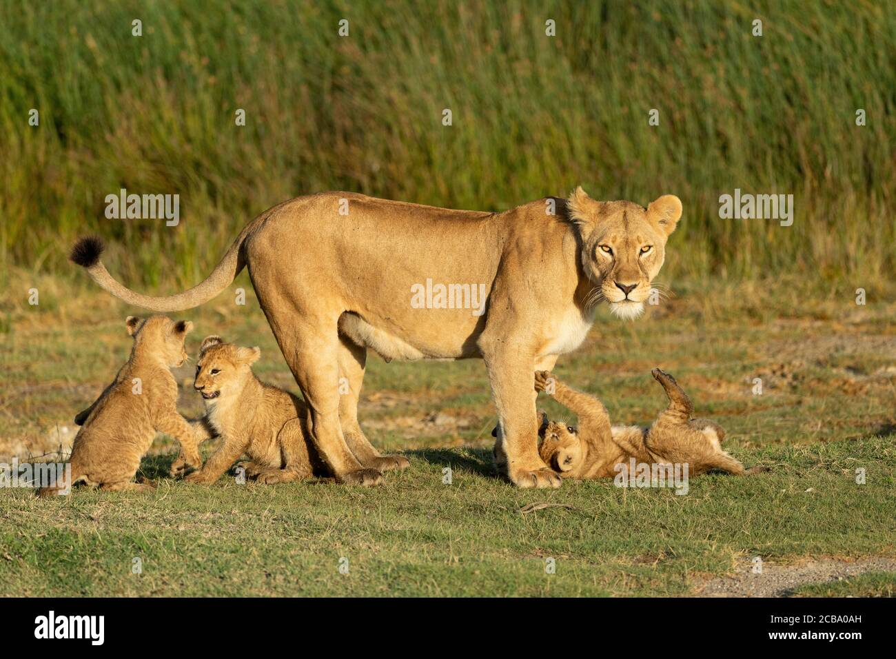 Löwin und ihre drei jungen Löwen, die auf grünem Gras spielen Im goldenen Nachmittagslicht in Ndutu Tansania Stockfoto