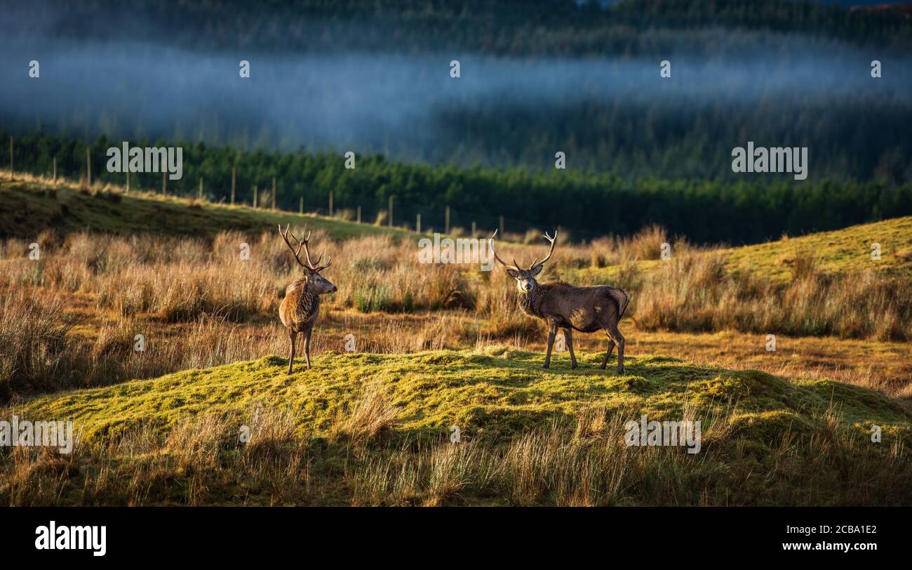 Stags, Ledmore, Highland, Schottland Stockfoto