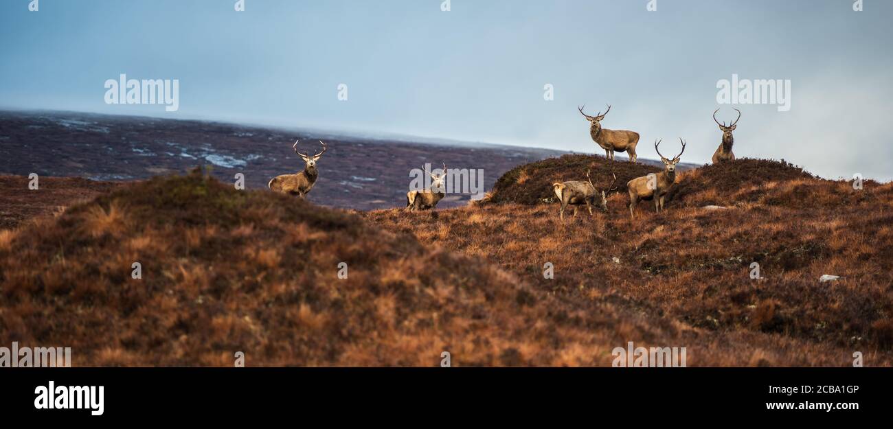 Stags, Assynt, Highland, Schottland Stockfoto