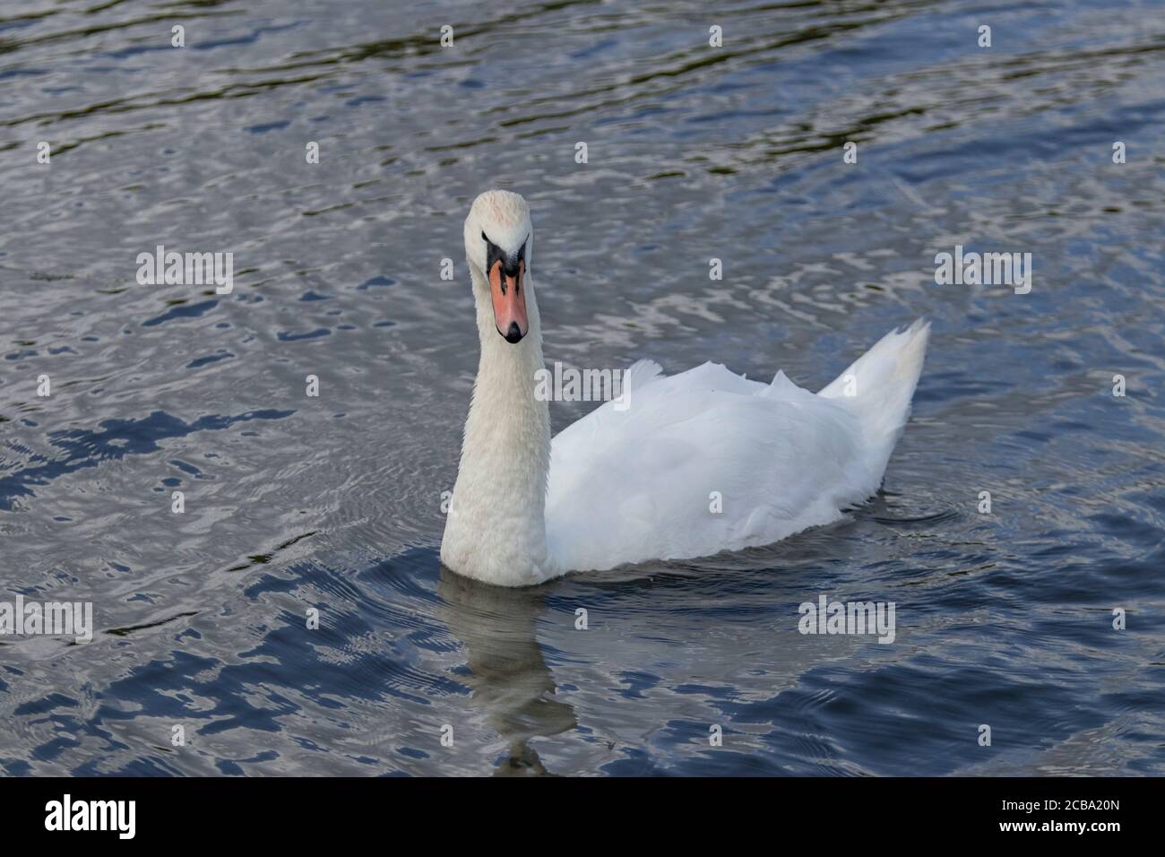 Stute Schwan, Schwimmen im Fluss Cam, Cambridgeshire, Großbritannien, Sommer 2020 Stockfoto