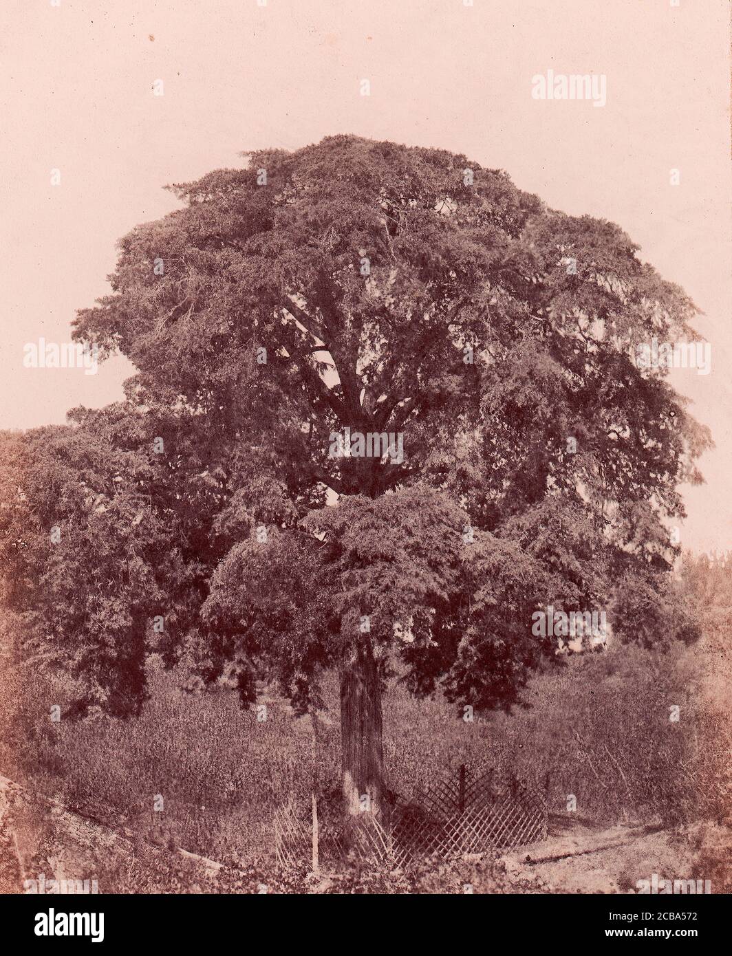 &#xe9;tude d'arbre, 1850-53. Stockfoto