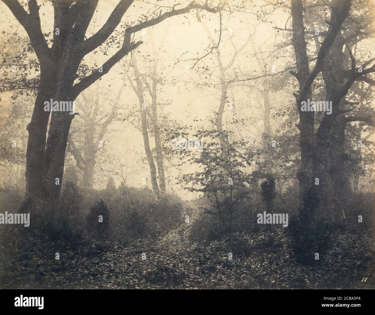 [Fontainebleau Forest], Anfang 1860er Jahre. Stockfoto