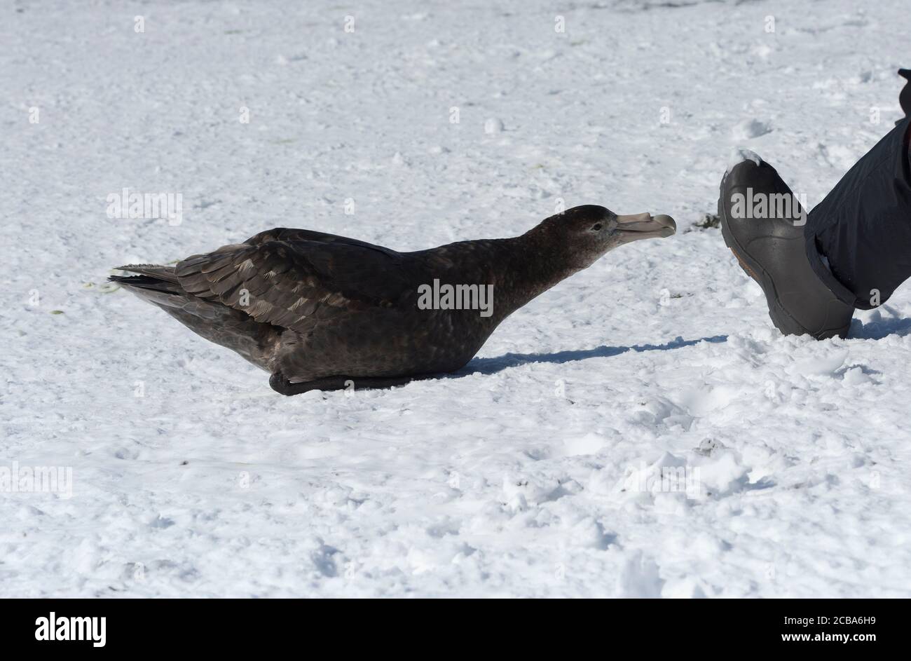 Southern Giant Petrel (Macronectes giganteus) pflückt auf einem Männerschuh, Salisbury Plain, South Georgie, Antarktis Stockfoto