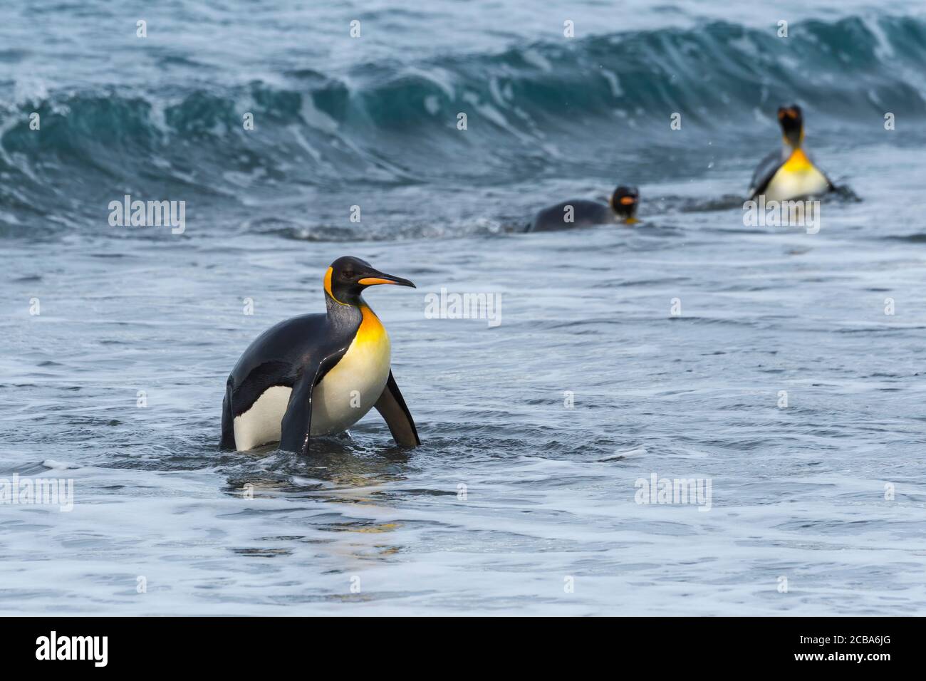 King Penguin (Aptenodytes patagonicus), der aus dem Wasser kommt, Salisbury Plain, South Georgia Island, Antarktis Stockfoto