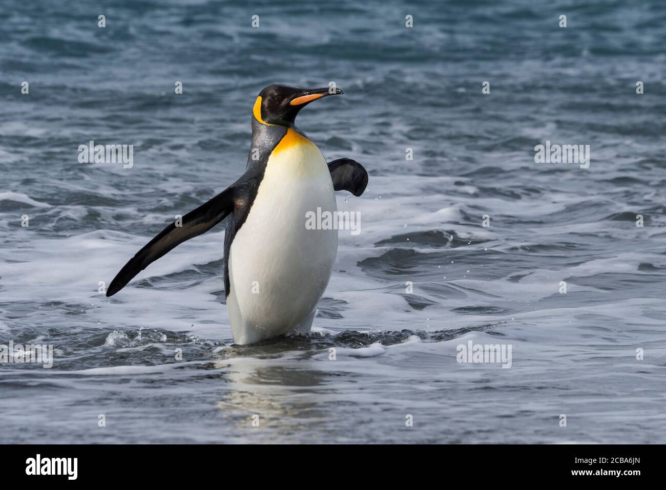 King Penguin (Aptenodytes patagonicus), der aus dem Wasser kommt, Salisbury Plain, South Georgia Island, Antarktis Stockfoto