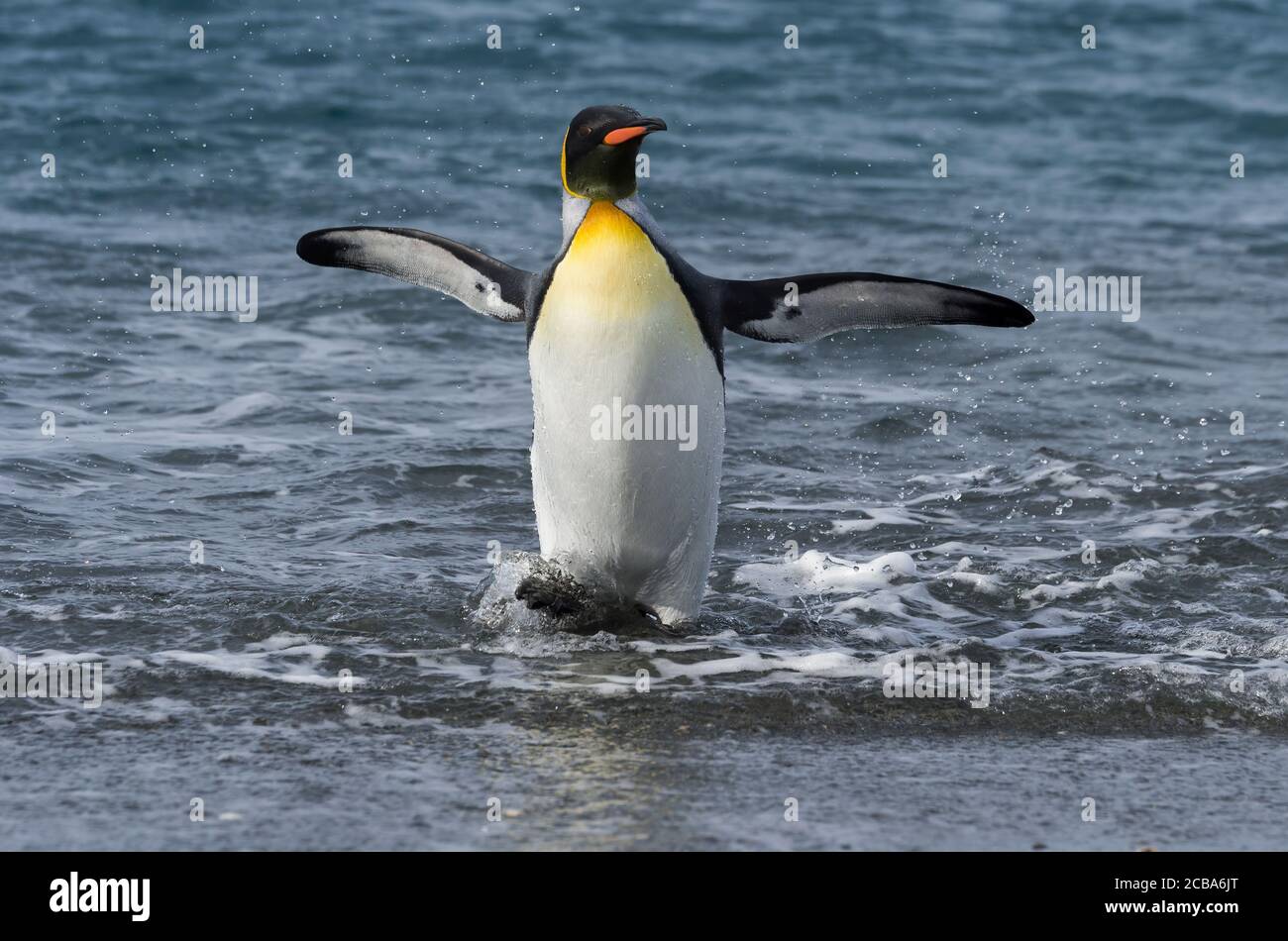 King Penguin (Aptenodytes patagonicus), der aus dem Wasser kommt, Salisbury Plain, South Georgia Island, Antarktis Stockfoto