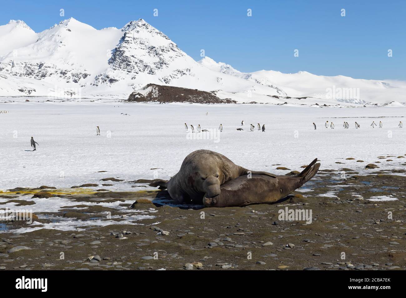 Südliche Elefantenrobbe (Mirounga leonina) und Weibchen am Strand, Königspinguine dahinter, Salisbury Plains, Südgeorgien, Antarktis Stockfoto