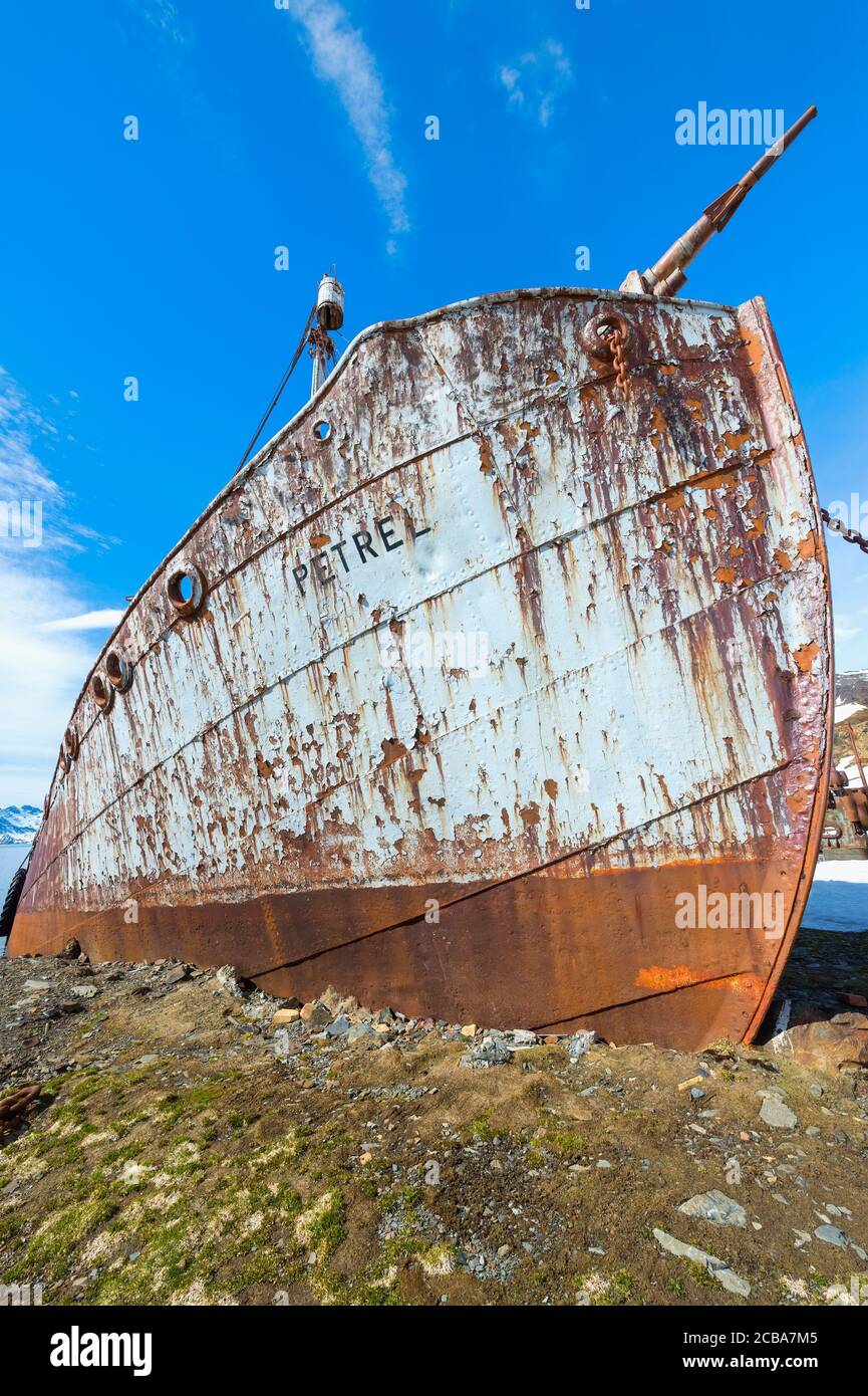 Wrack des whaler-Schiffes Petrel, ehemalige Walfangstation Grytviken, King Edward Cove, Südgeorgien, Südgeorgien und die Sandwich-Inseln, Antarktis Stockfoto
