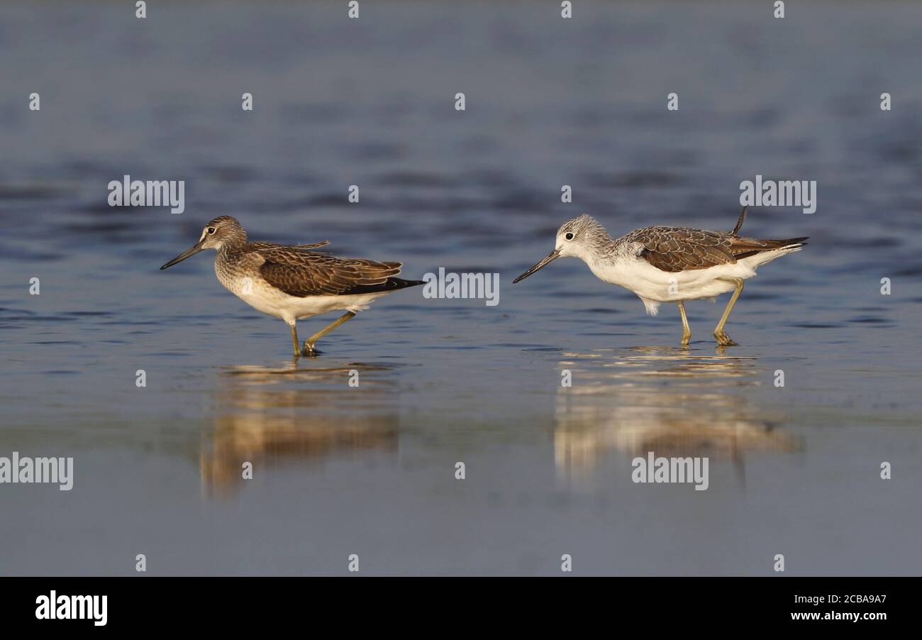 Gewöhnlicher Grünschenkel (Tringa nebularia), watend im seichten Wasser, vermutlich erstes Sommeralter (rechts) und Jungvogel (links), Thailand Stockfoto