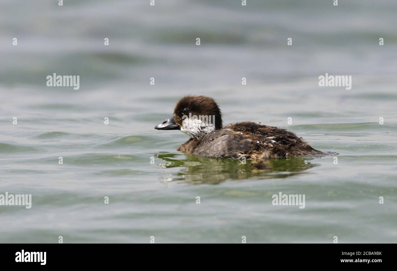 Goldeneye, Goldeneye-Ente (Bucephala clangula), Entenschwimmen, Dänemark Stockfoto