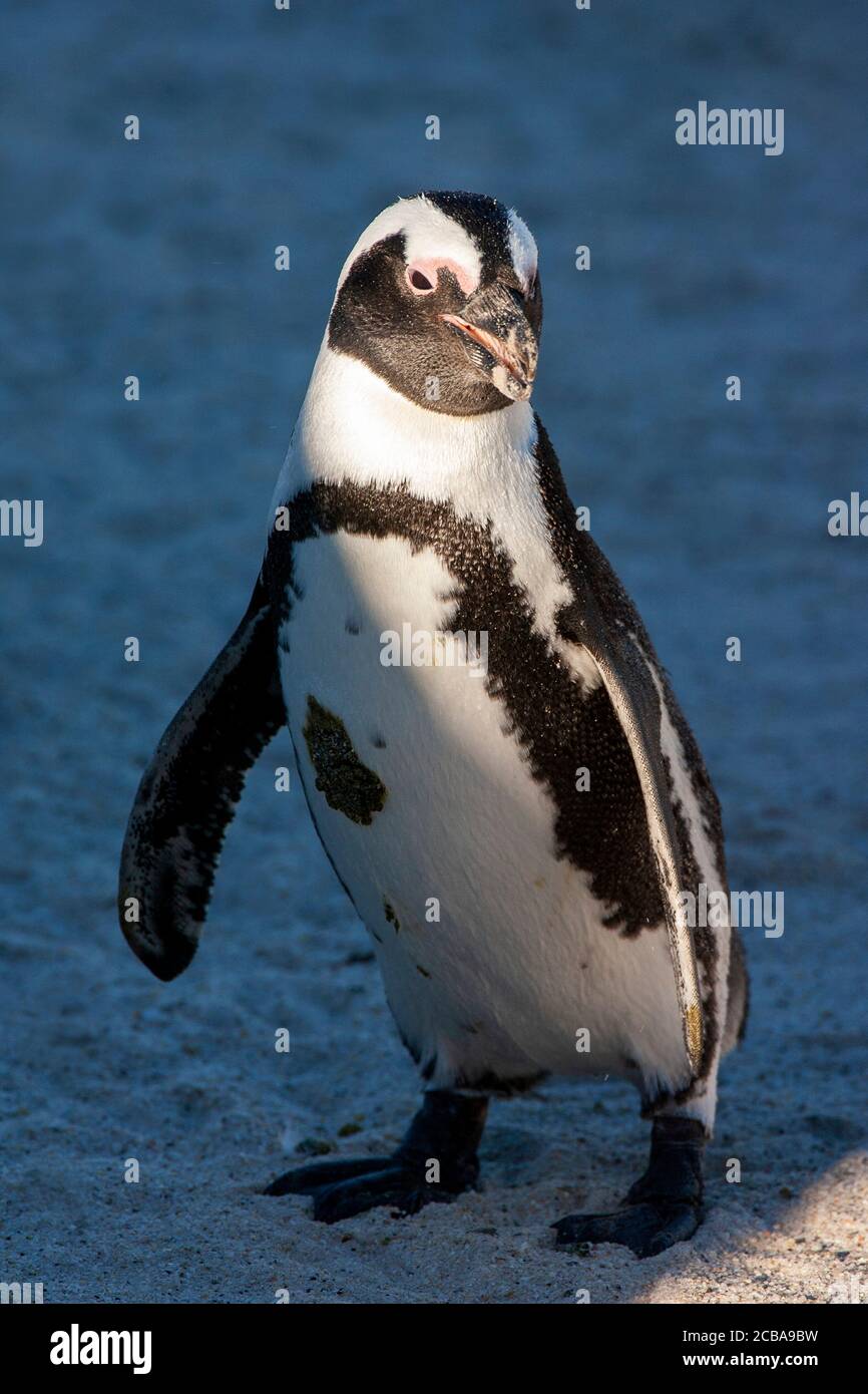 Jackass Pinguin, Afrikanischer Pinguin, Schwarzfußpinguin (Spheniscus demersus), am Strand stehend, Südafrika, Westkap, Simons Town, Boulders Beach Stockfoto