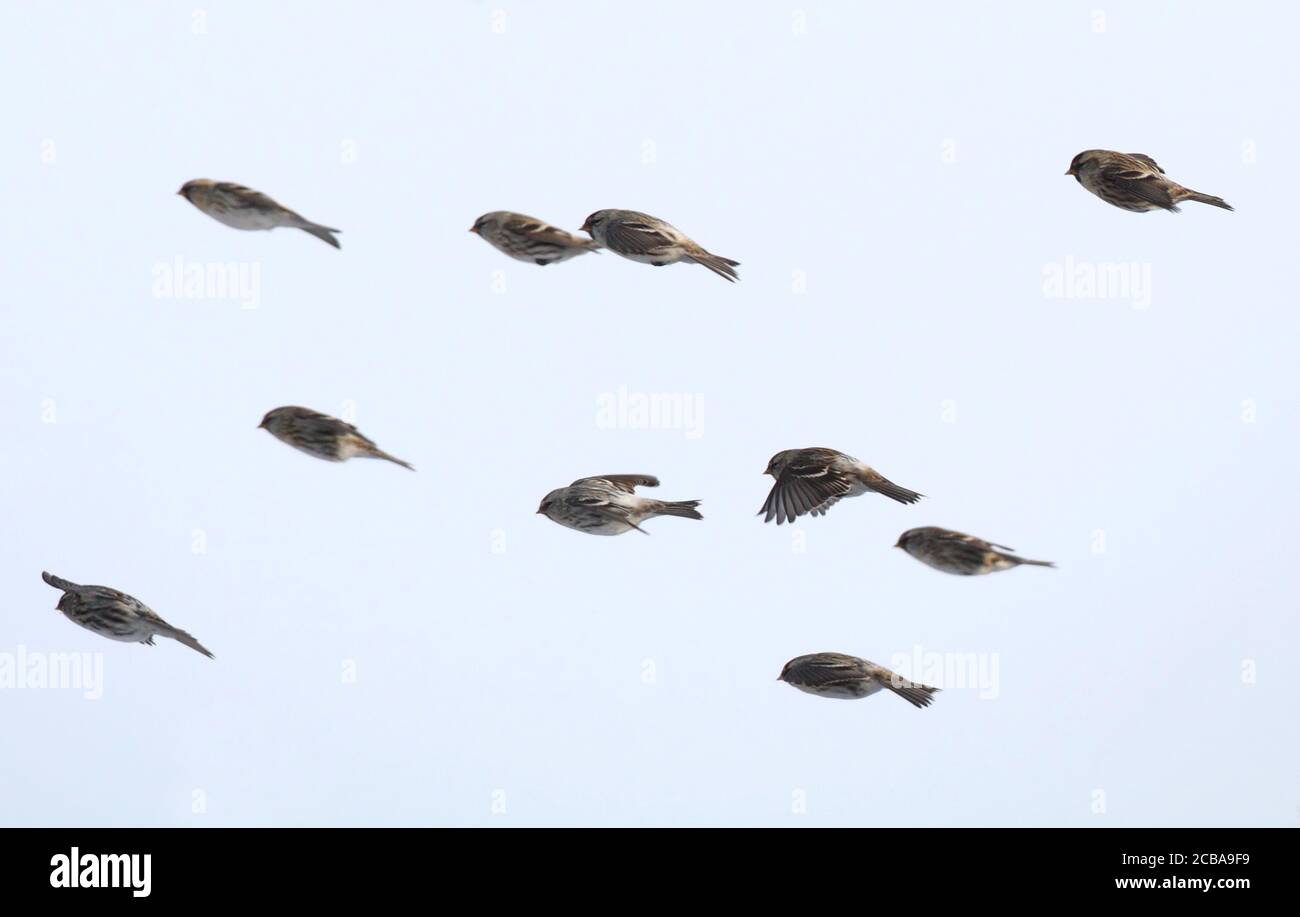 arktischer Rotaugen, Hory Rotaugen (Carduelis hornemanni exilipes, Acanthis hornemanni exilipes), Jungvogel im Flug (Mitte) in einer Truppe von Rotaugen, Seitenansicht, Dänemark Stockfoto